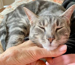 Enlarge Ethan, a Adoptable Domestic Short Hair in Richmond Hill, ON image 3/3
