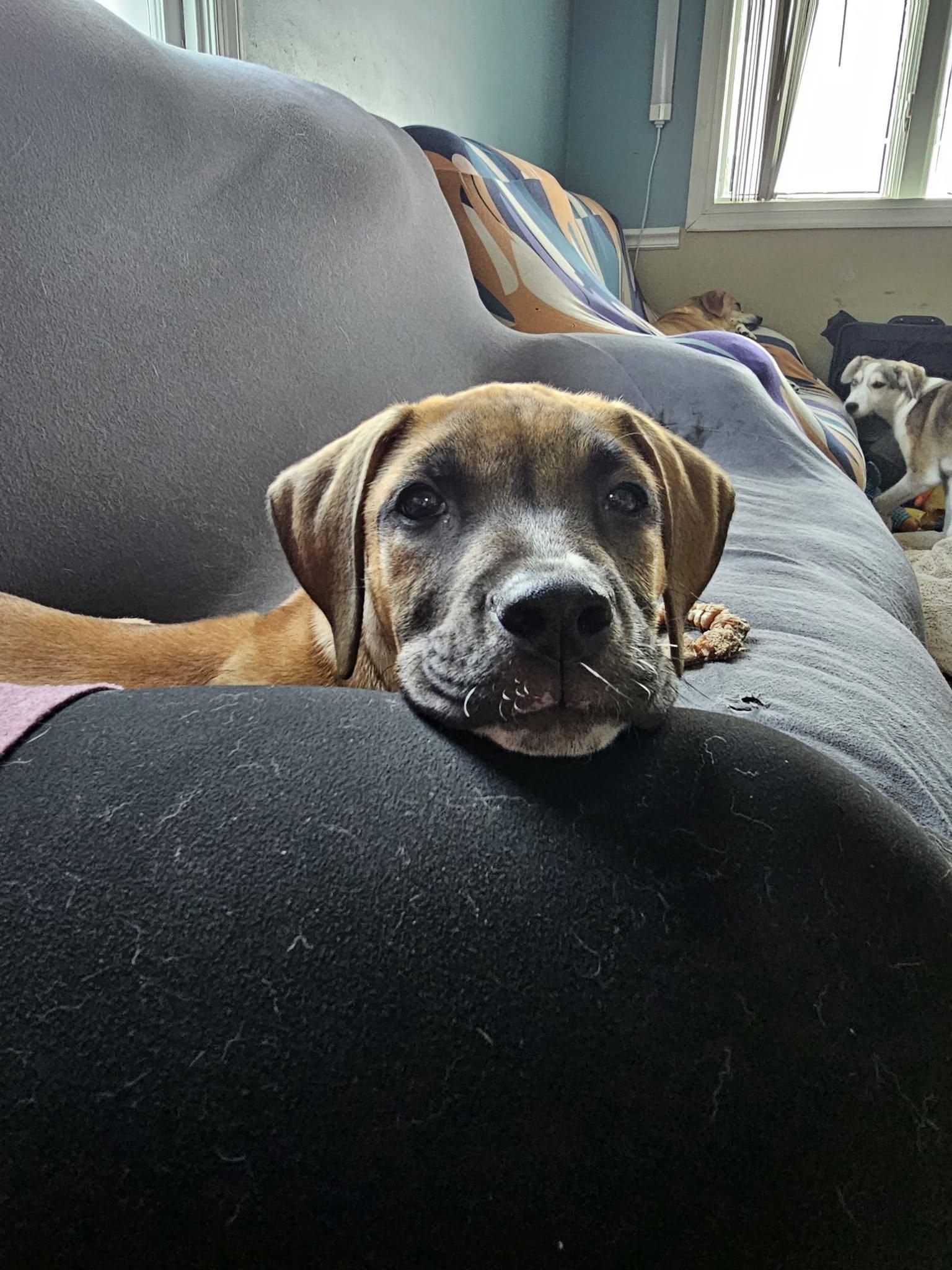 Coop, an adopted Mixed Breed in Nottingham, MD image 6/6