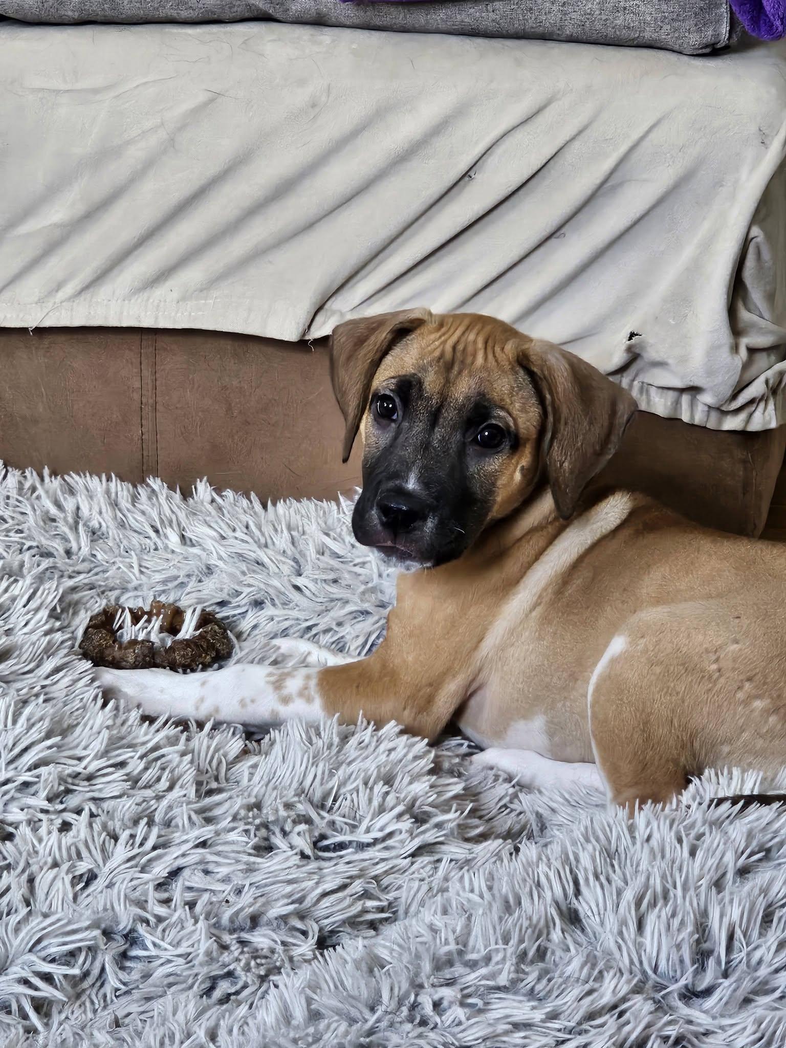 Coop, an adopted Mixed Breed in Nottingham, MD image 4/6