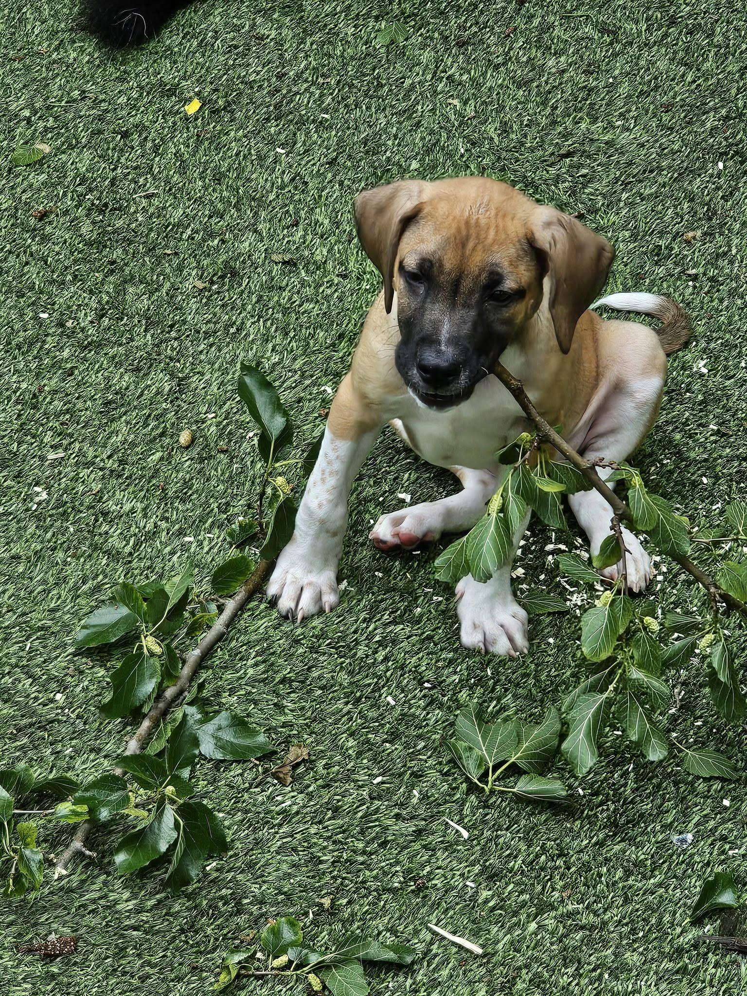 Coop, an adopted Mixed Breed in Nottingham, MD image 2/6
