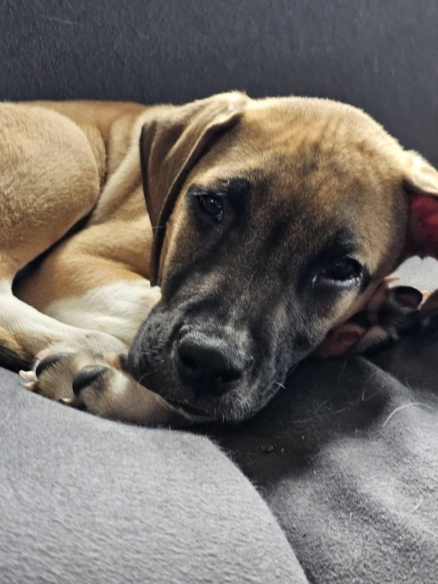 Coop, an adopted Mixed Breed in Nottingham, MD image 5/6