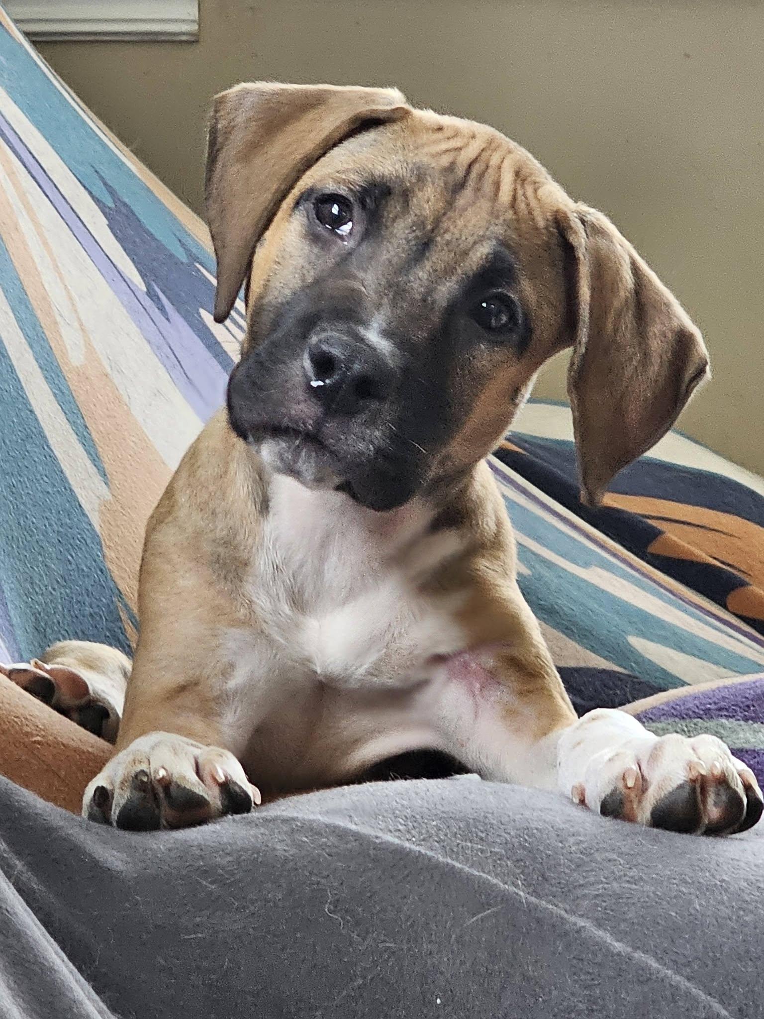 Coop, an adopted Mixed Breed in Nottingham, MD image 3/6