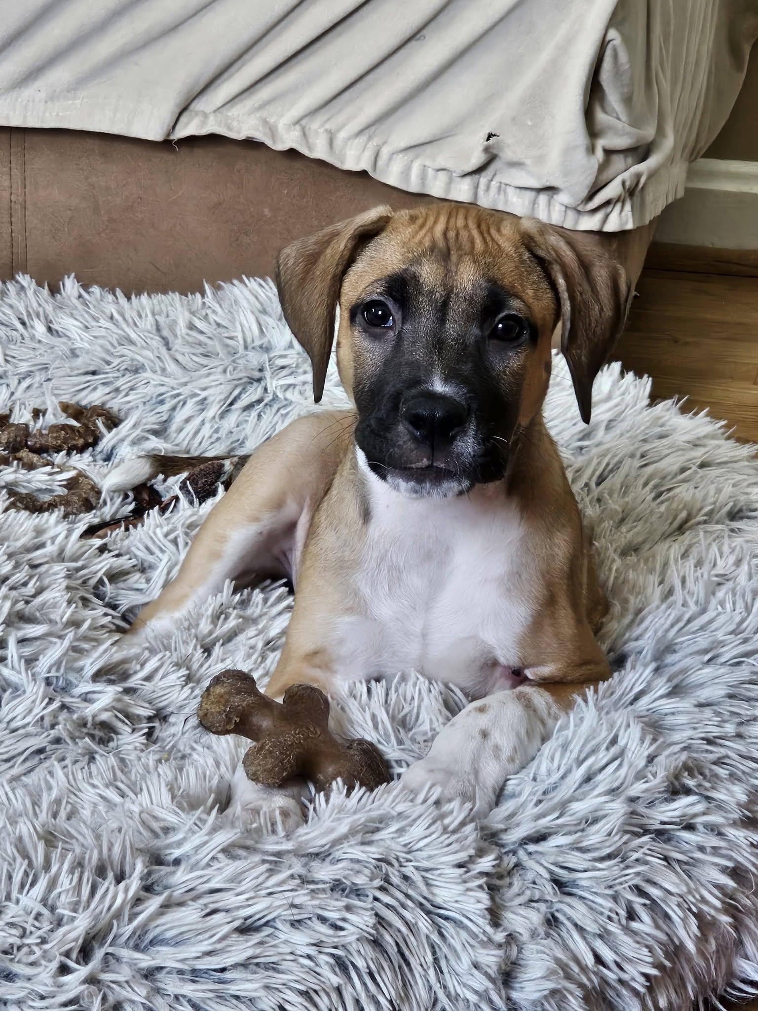 Coop, adopted, Puppy Male Mixed Breed.