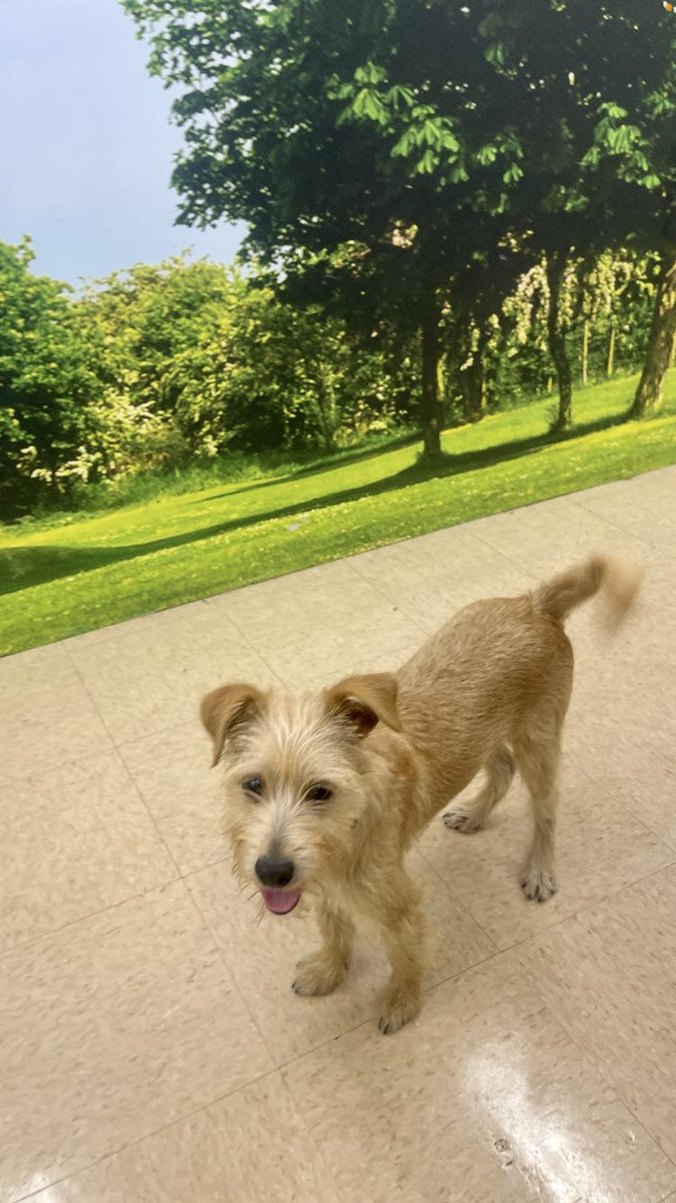 Enlarge Benji, an adoptable mixed breed in Medfield, MA image 2/3