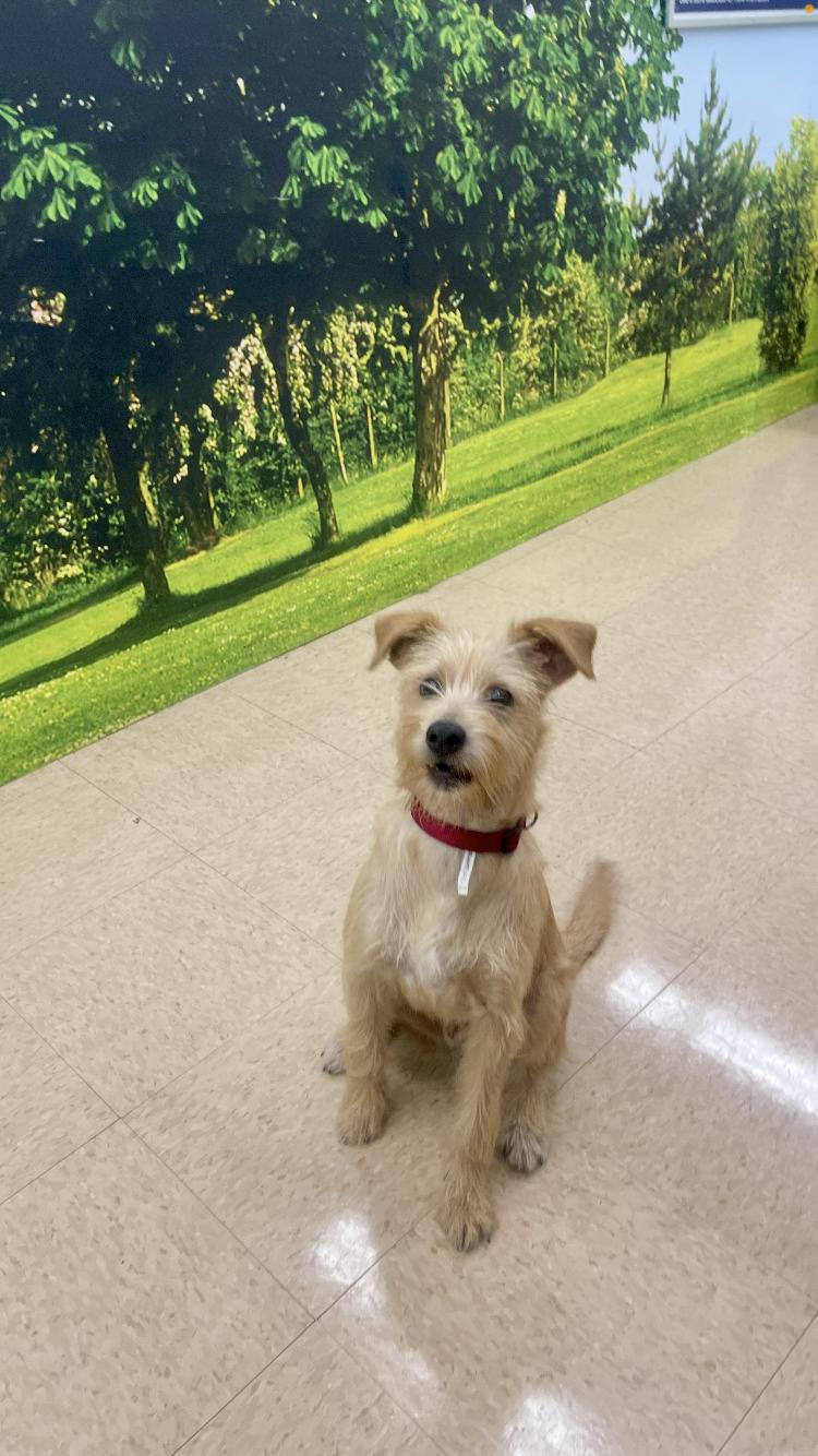 Enlarge Benji, an adoptable mixed breed in Medfield, MA image 1/3