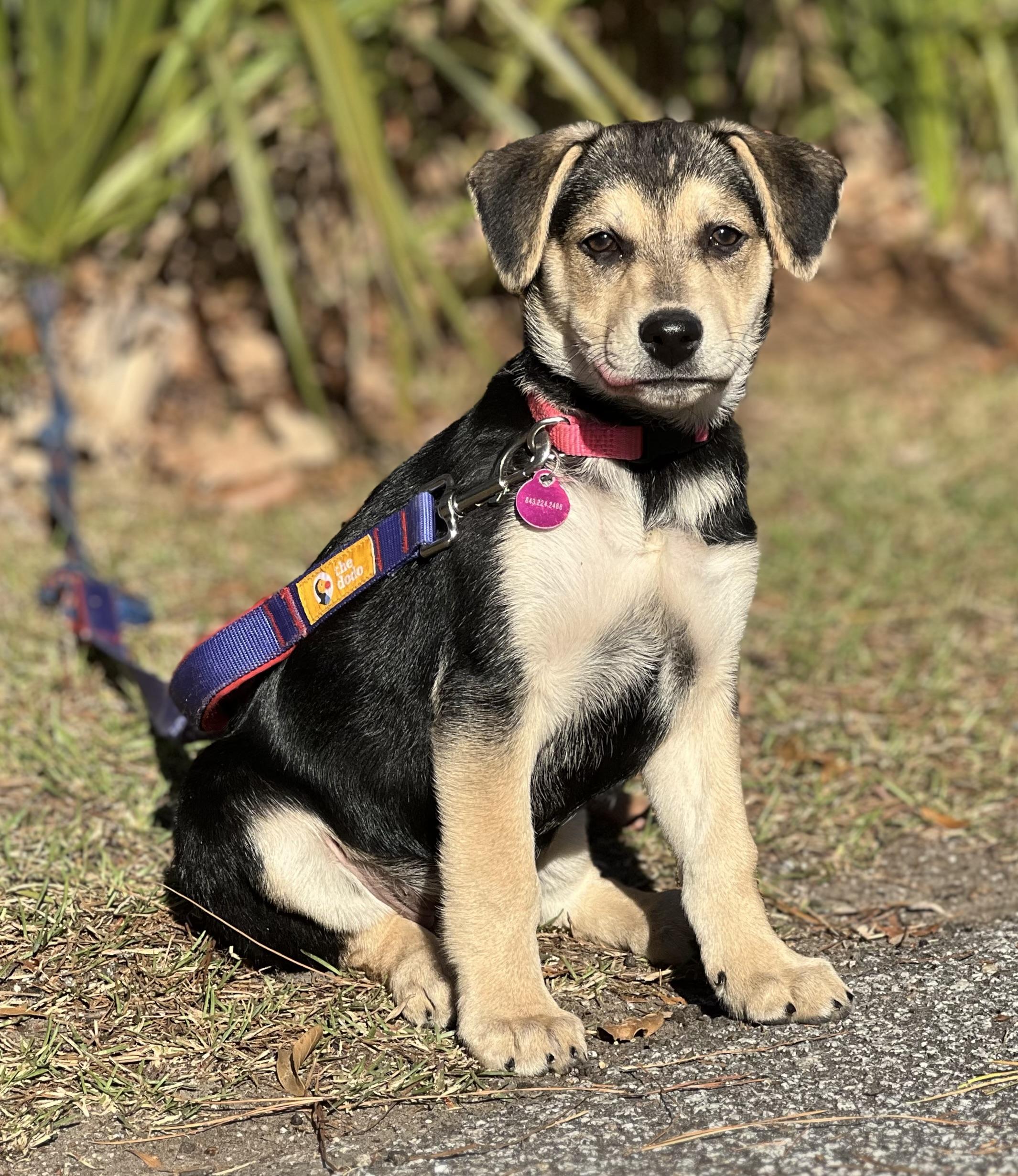 Enlarge Meena, a ADOPTABLE mixed breed in Mt Pleasant, SC image 2/6