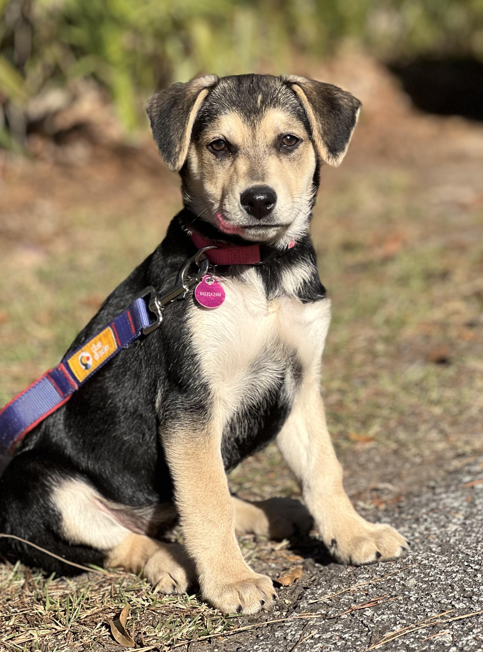 Enlarge Meena, a ADOPTABLE mixed breed in Mt Pleasant, SC image 4/6