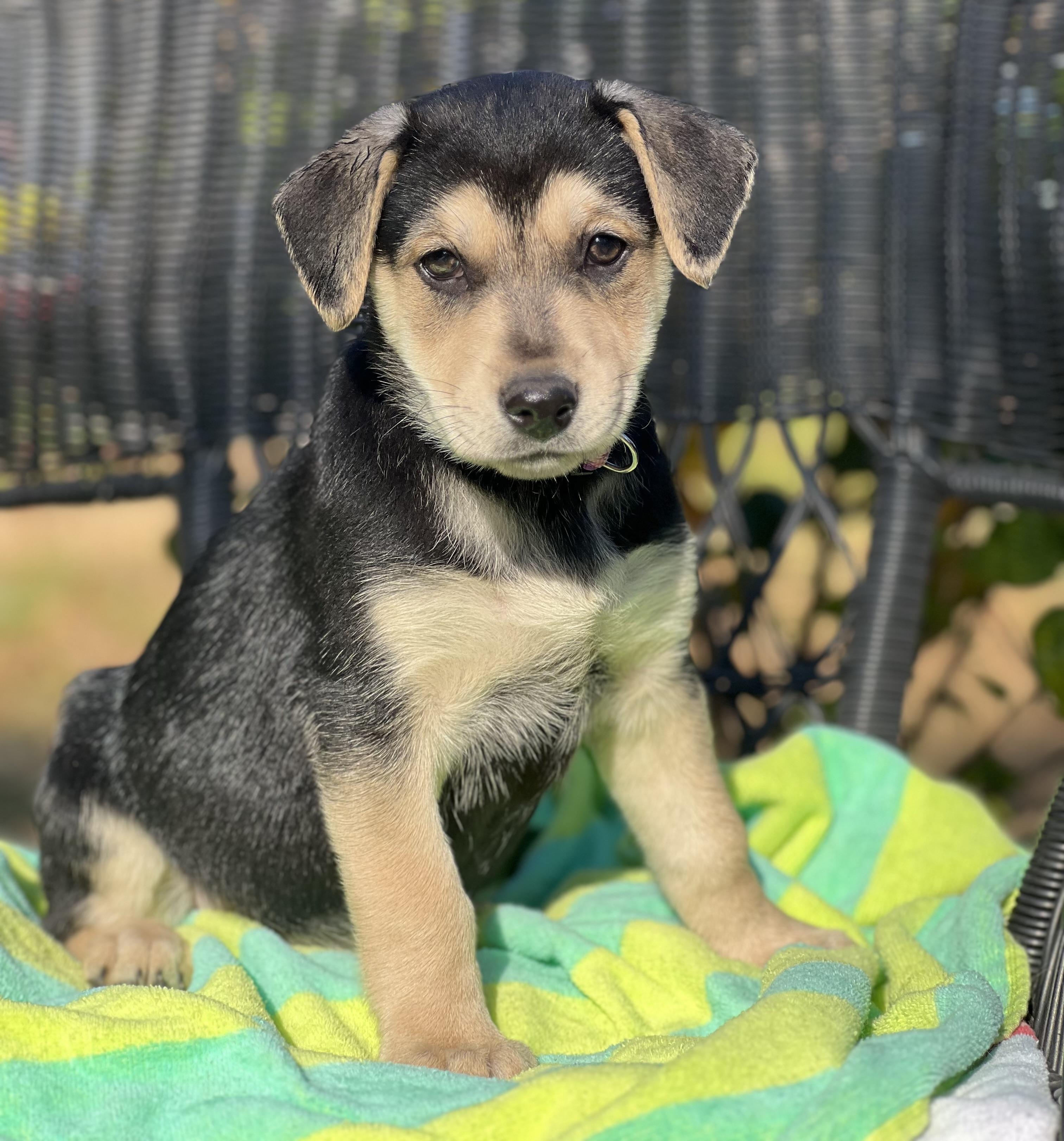 Enlarge Meena, a ADOPTABLE mixed breed in Mt Pleasant, SC image 5/5