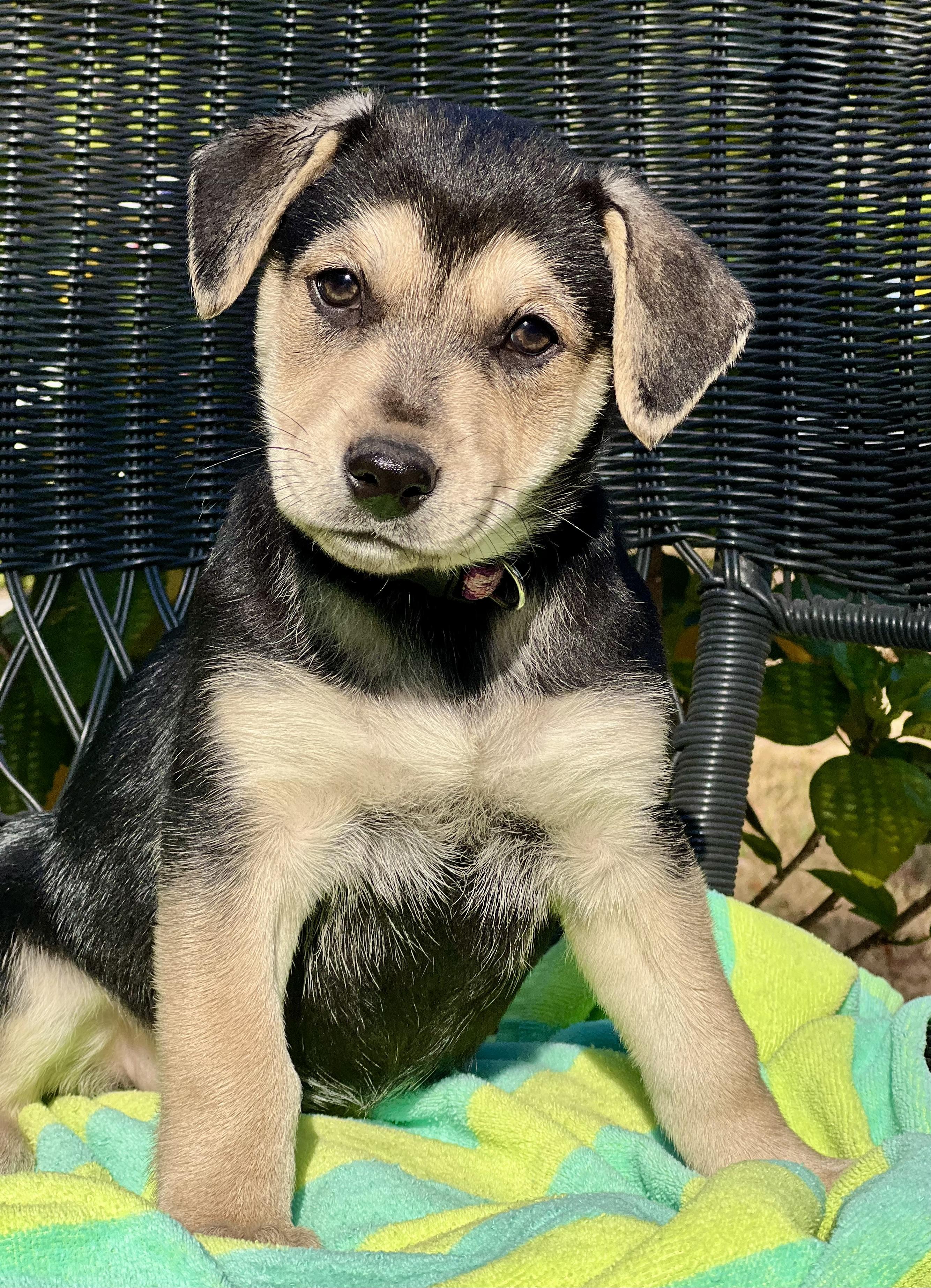 Enlarge Meena, a ADOPTABLE mixed breed in Mt Pleasant, SC image 4/5