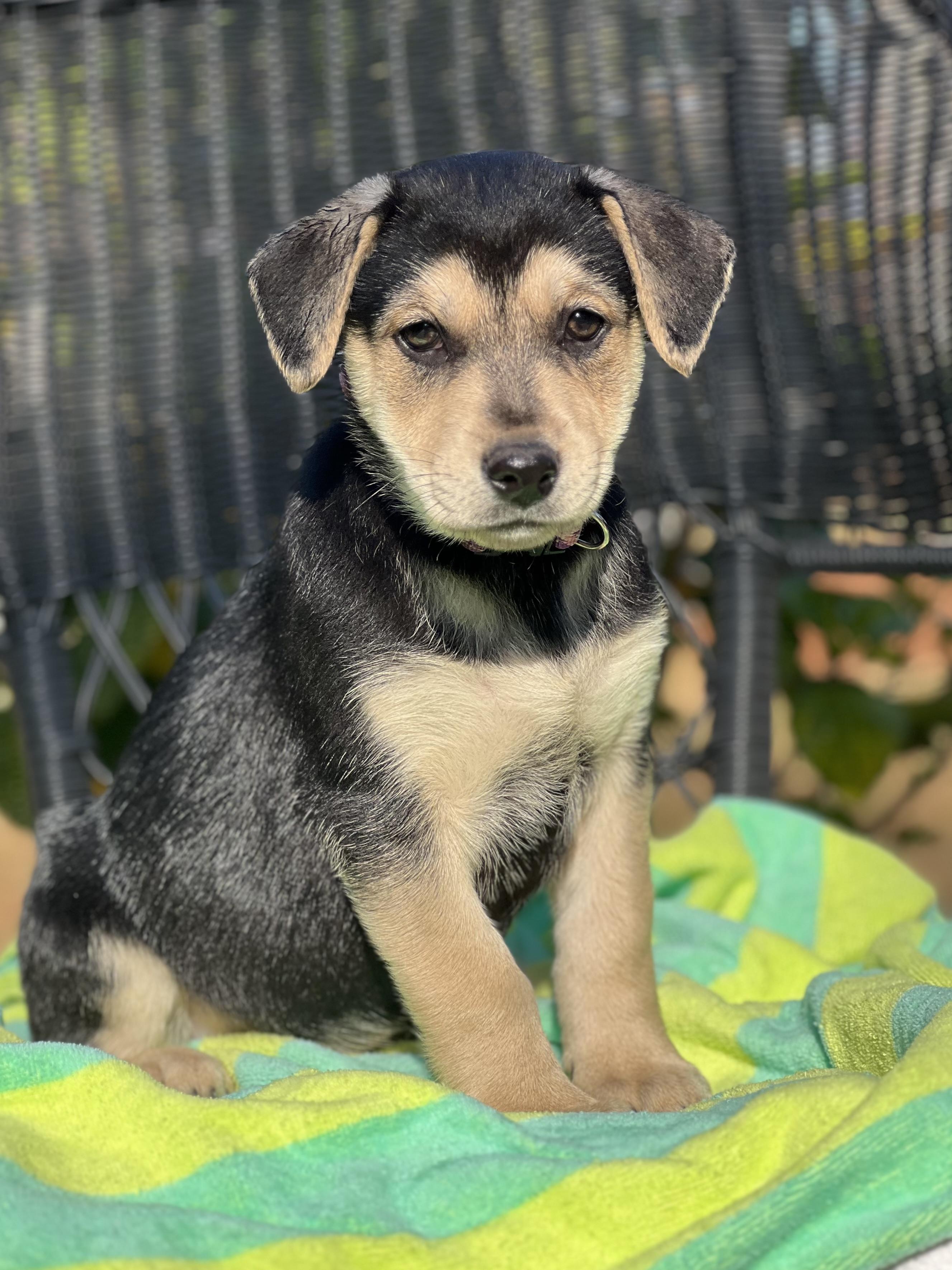 Enlarge Meena, a ADOPTABLE mixed breed in Mt Pleasant, SC image 3/5
