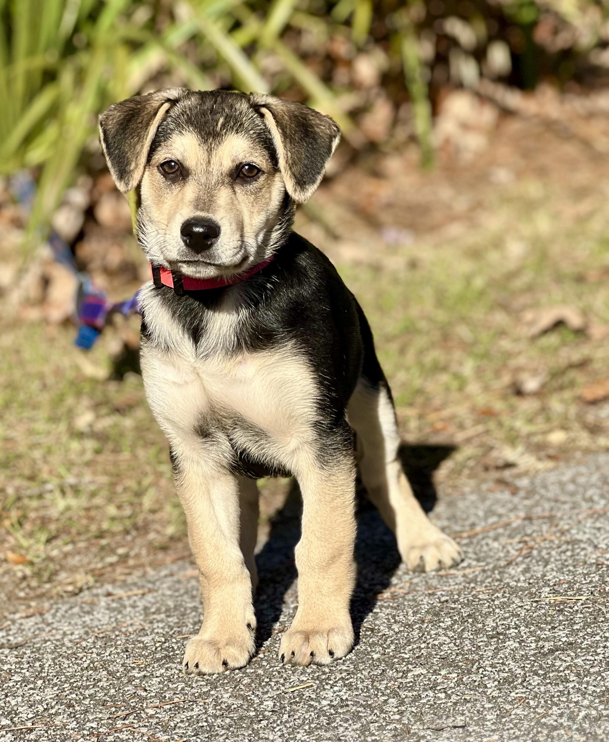 Enlarge Meena, a ADOPTABLE mixed breed in Mt Pleasant, SC image 6/6