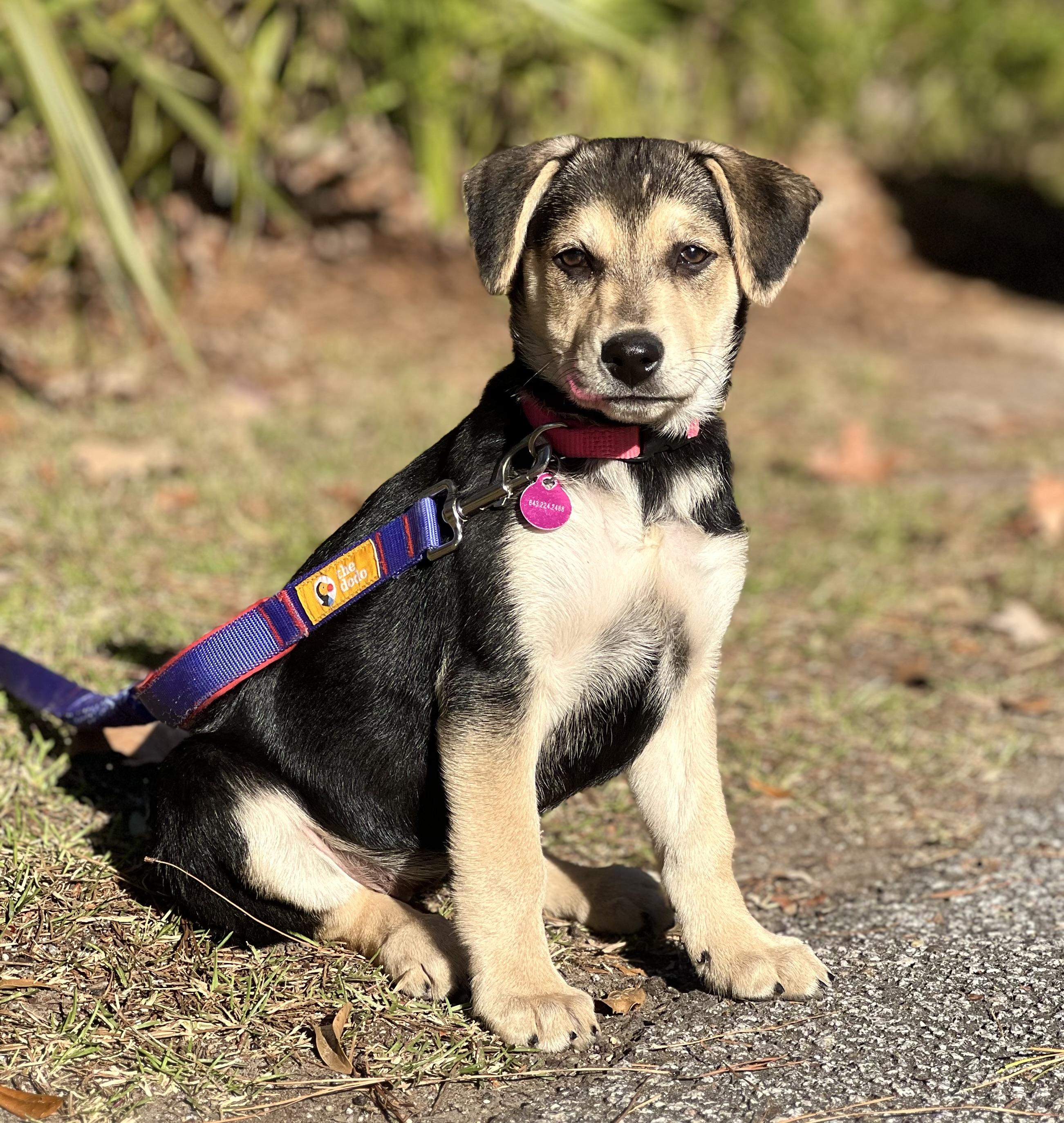 Enlarge Meena, a ADOPTABLE mixed breed in Mt Pleasant, SC image 3/6