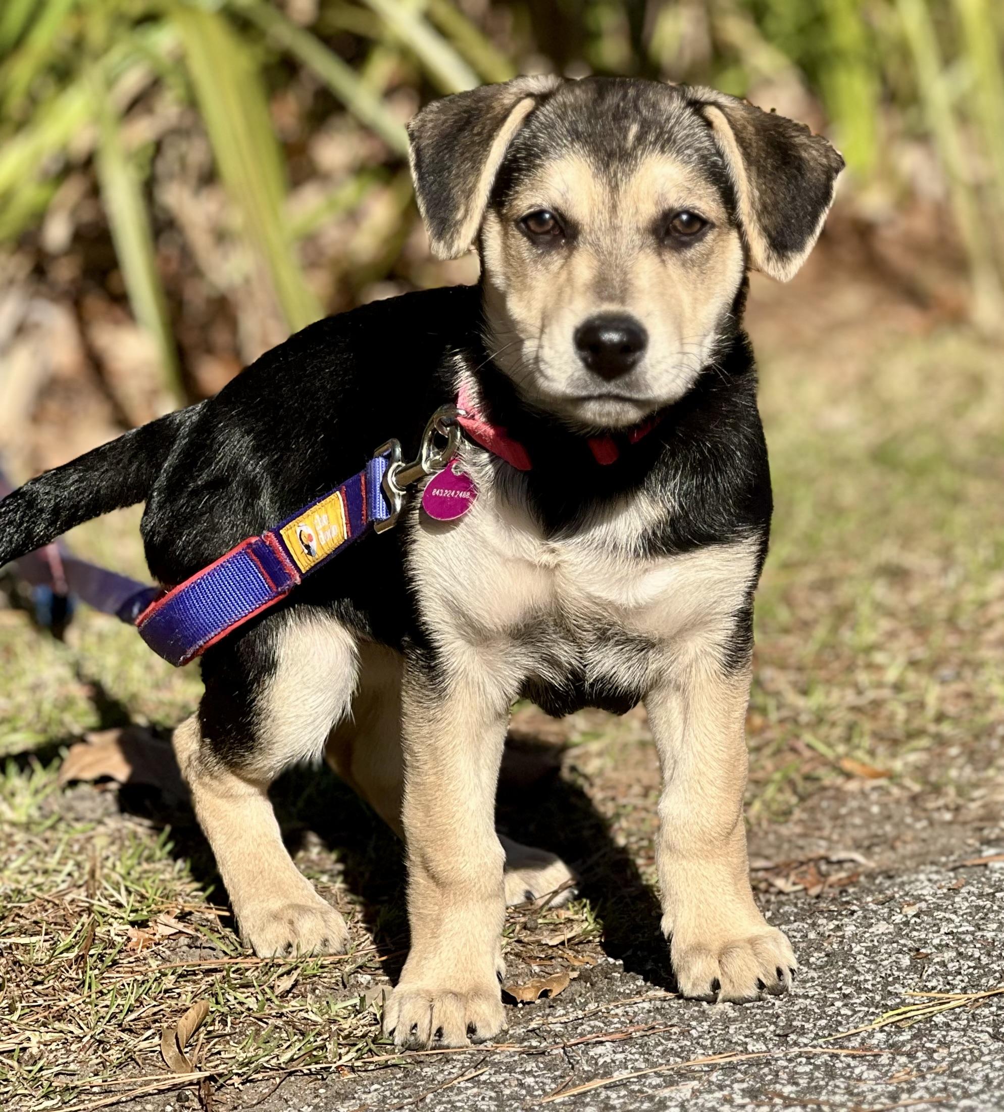Enlarge Meena, a ADOPTABLE mixed breed in Mt Pleasant, SC image 5/6