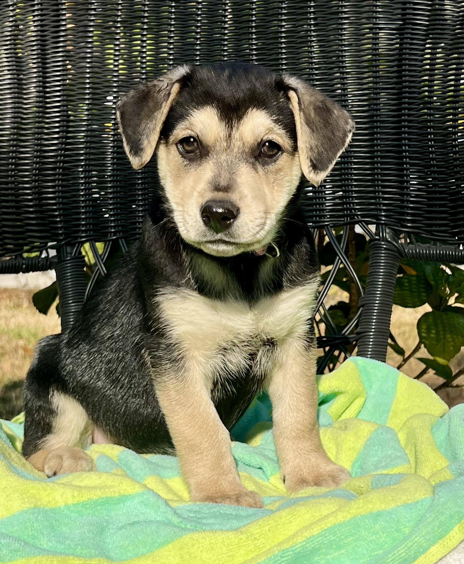 Enlarge Meena, a ADOPTABLE mixed breed in Mt Pleasant, SC image 2/5