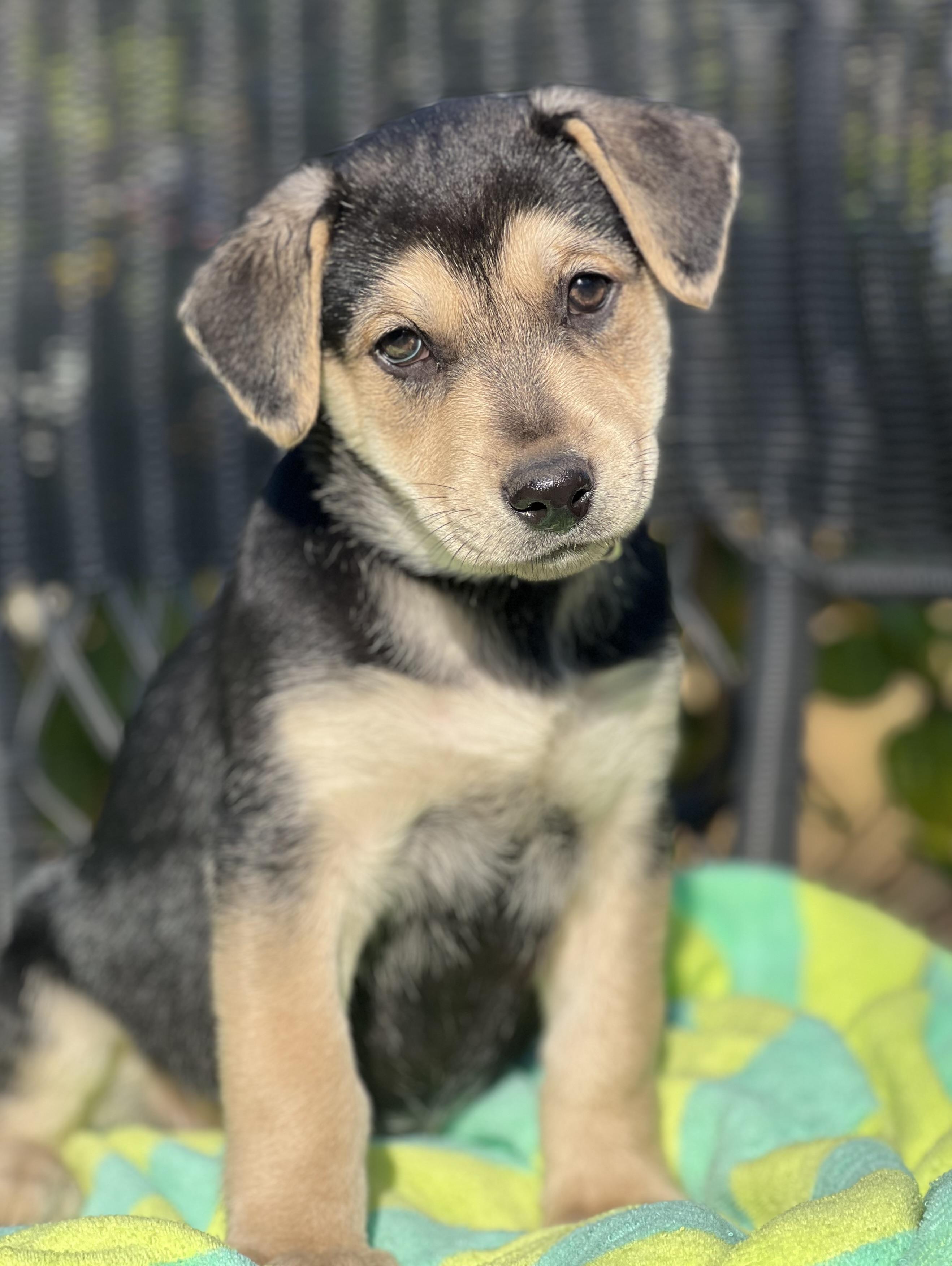 Enlarge Meena, a ADOPTABLE mixed breed in Mt Pleasant, SC image 1/5