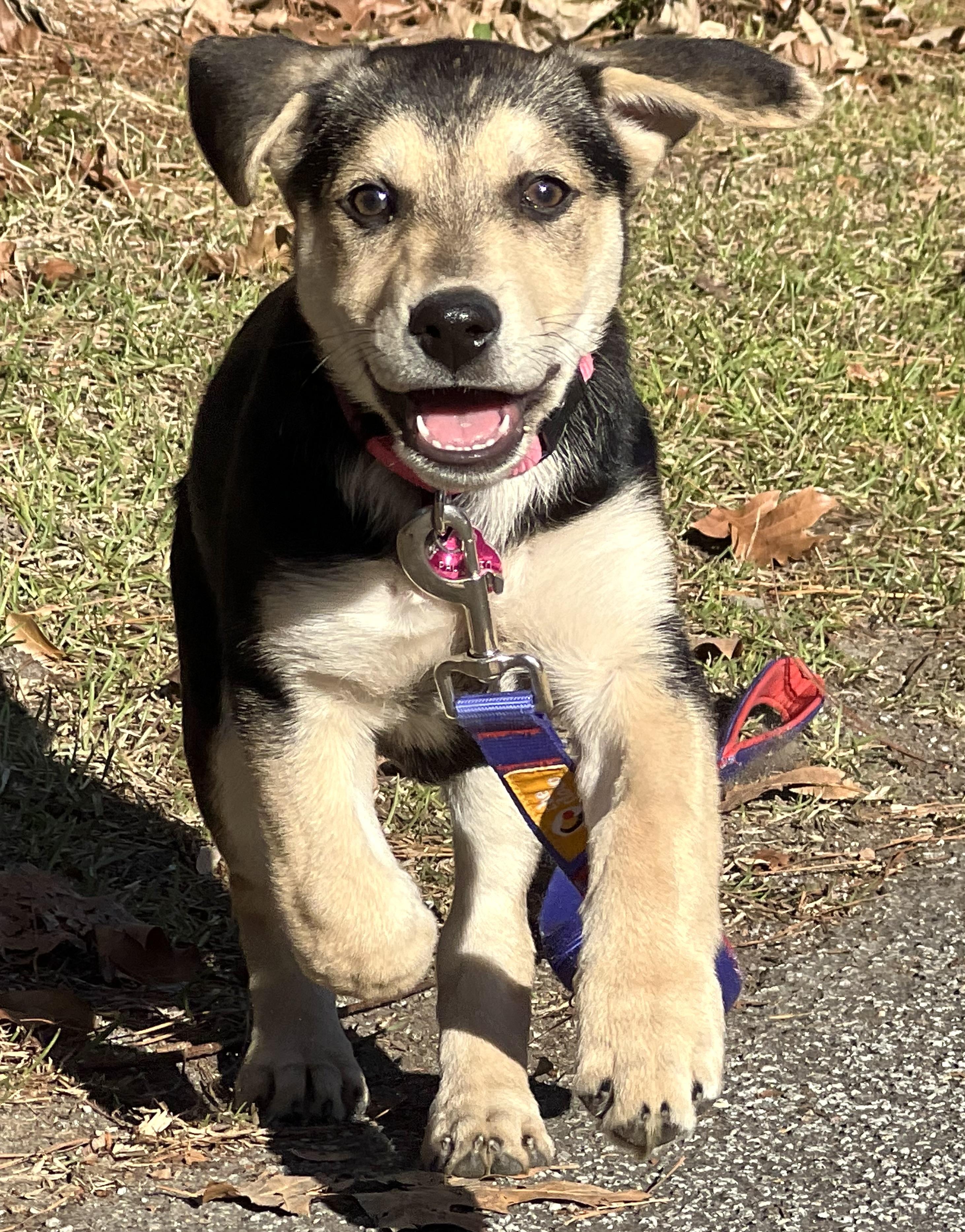 Enlarge Meena, a ADOPTABLE mixed breed in Mt Pleasant, SC image 1/6