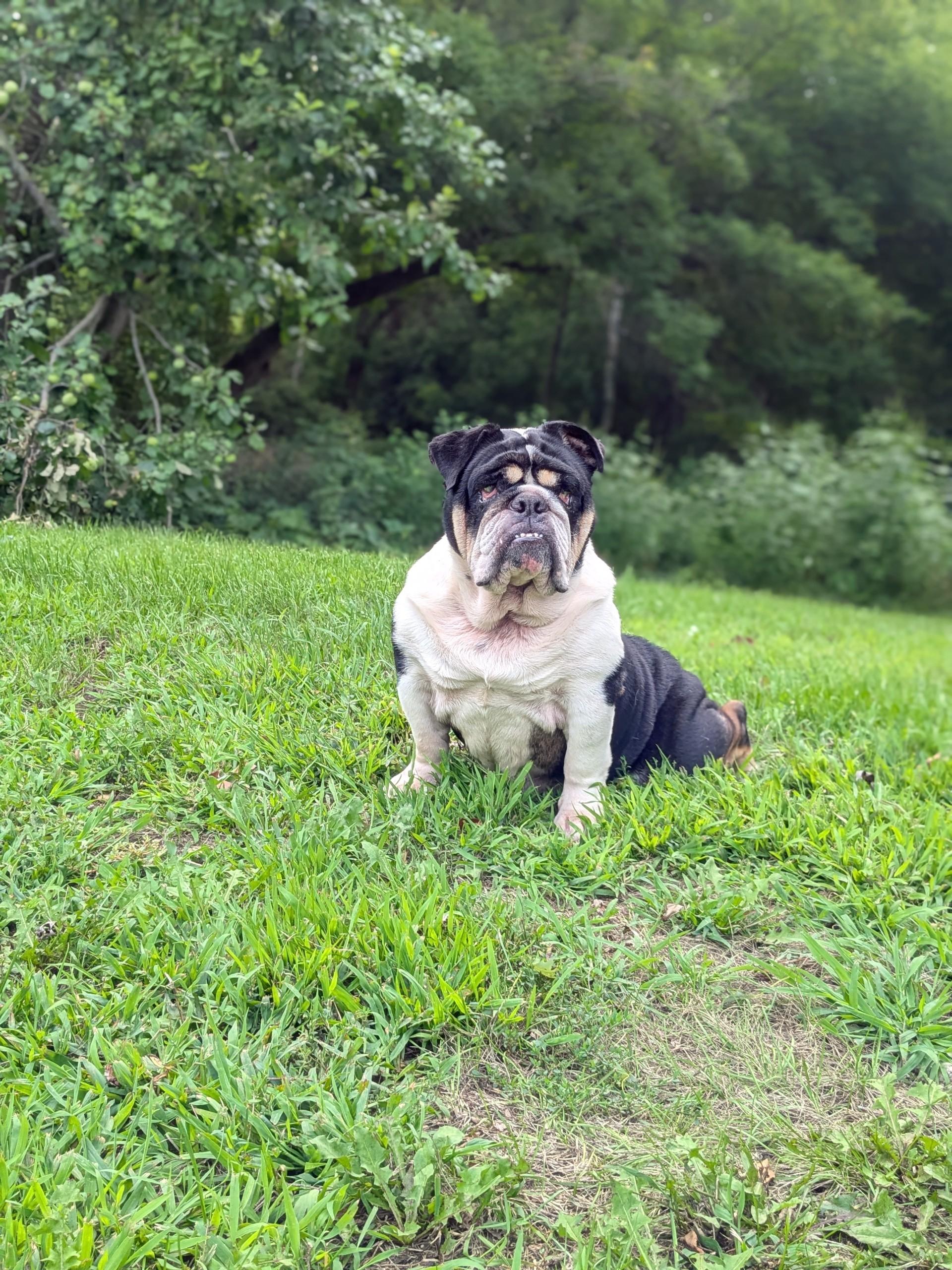 Enlarge Wilma, a Adoptable English Bulldog in Whitewater, WI image 3/6