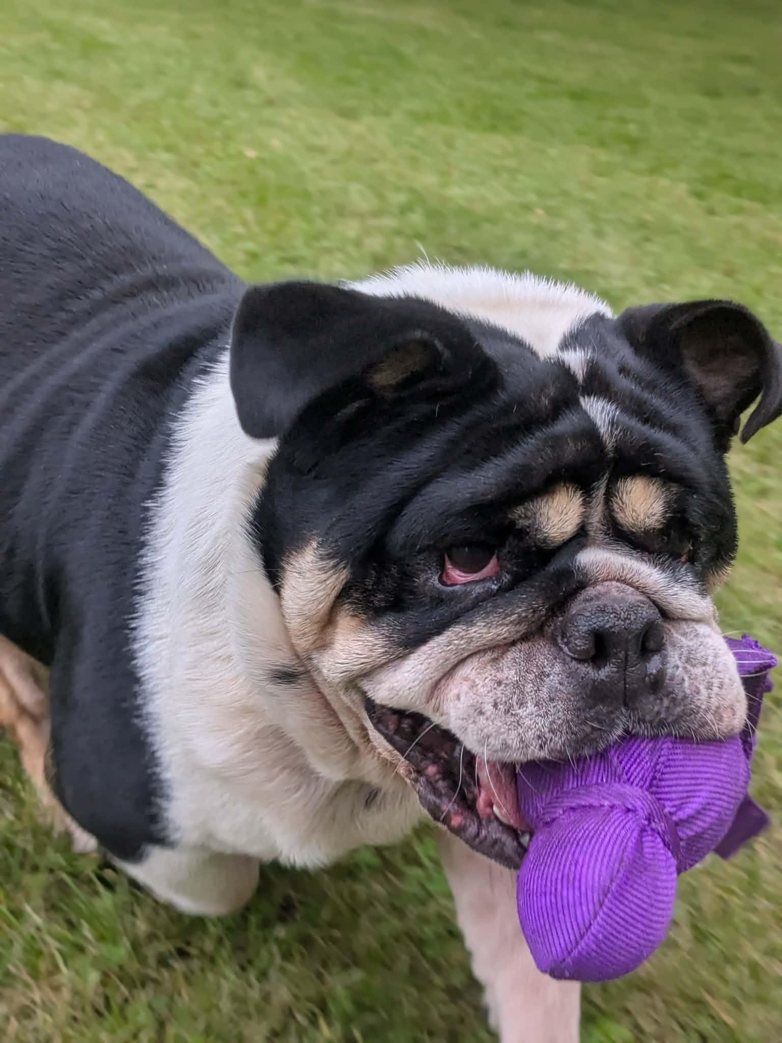 Enlarge Wilma, a Adoptable English Bulldog in Whitewater, WI image 6/6