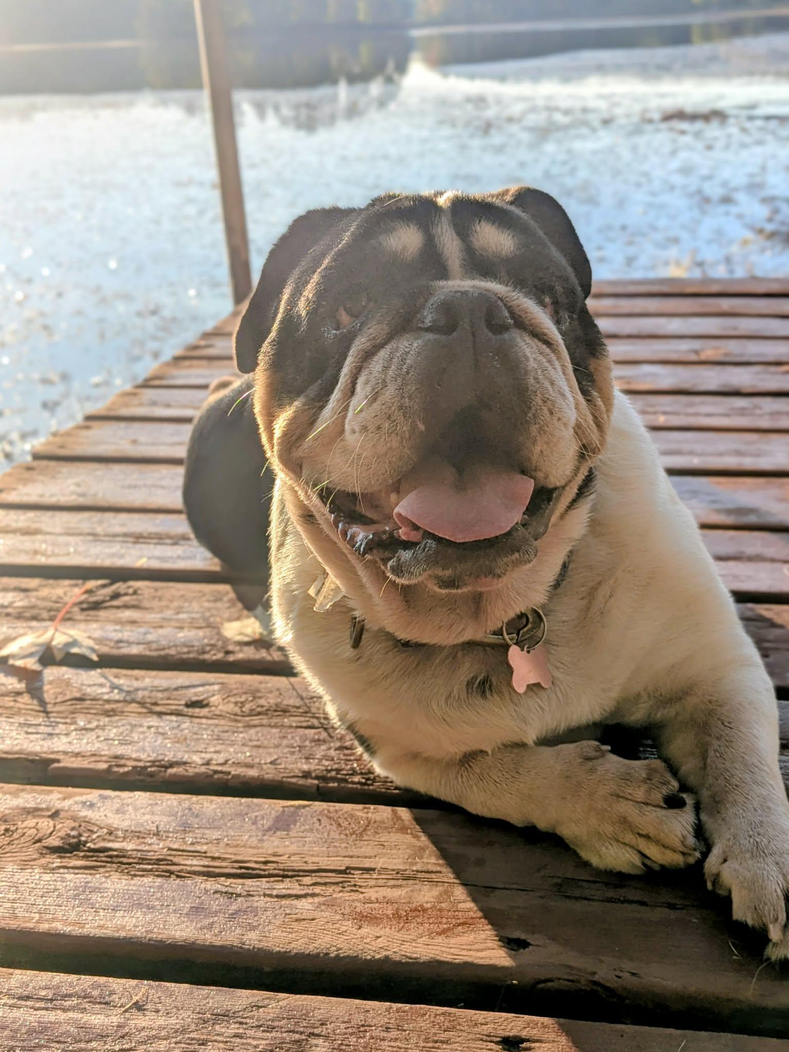 Enlarge Wilma, a Adoptable English Bulldog in Whitewater, WI image 5/6