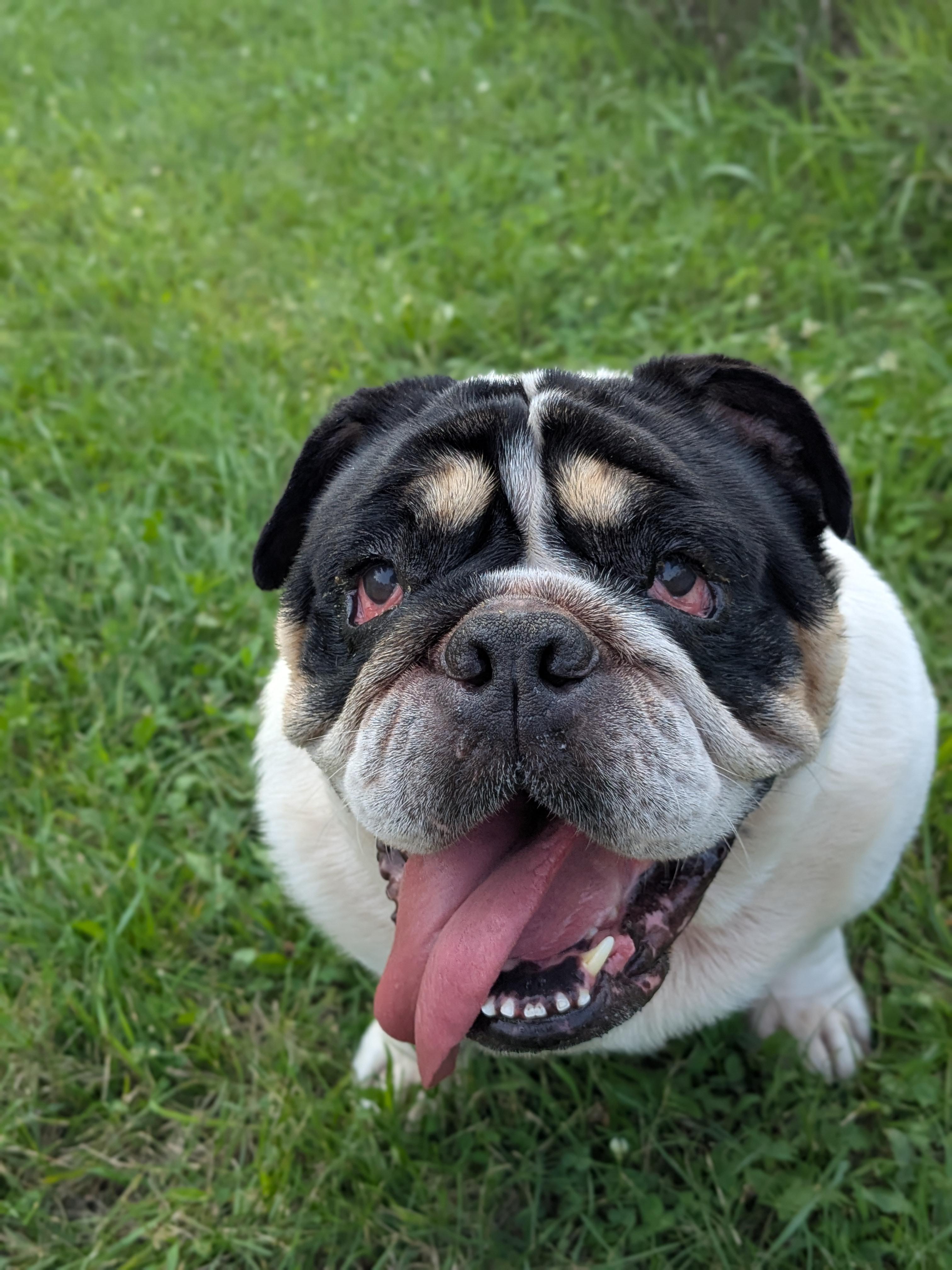 Wilma, ADOPTABLE, Adult Female English Bulldog.