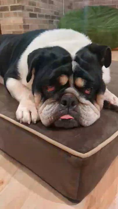 Enlarge Wilma, a Adoptable English Bulldog in Whitewater, WI video 1/6