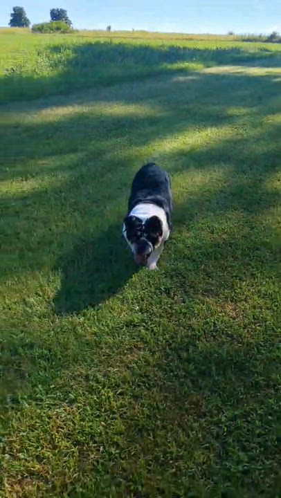 Enlarge Wilma, a Adoptable English Bulldog in Whitewater, WI video 4/6