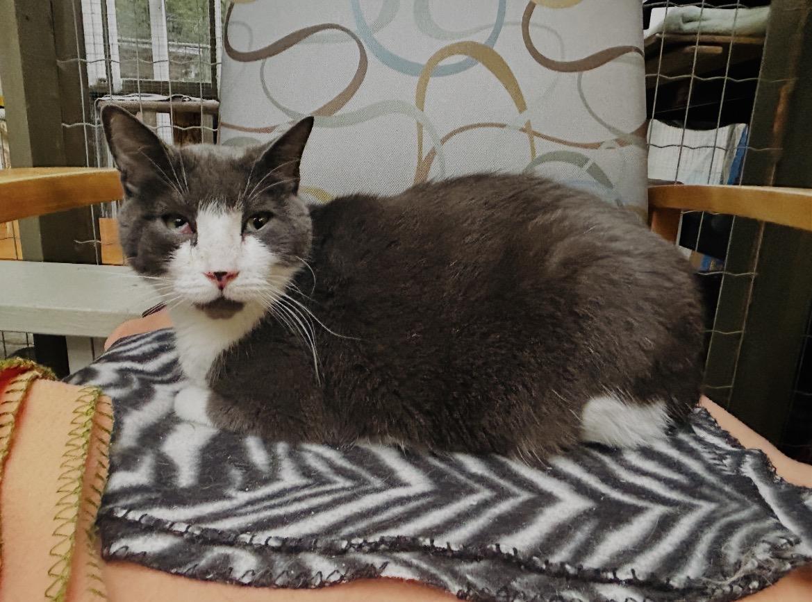 Enlarge Prickly Pear, an adoptable Domestic Short Hair in Maple Ridge, BC image 6/6