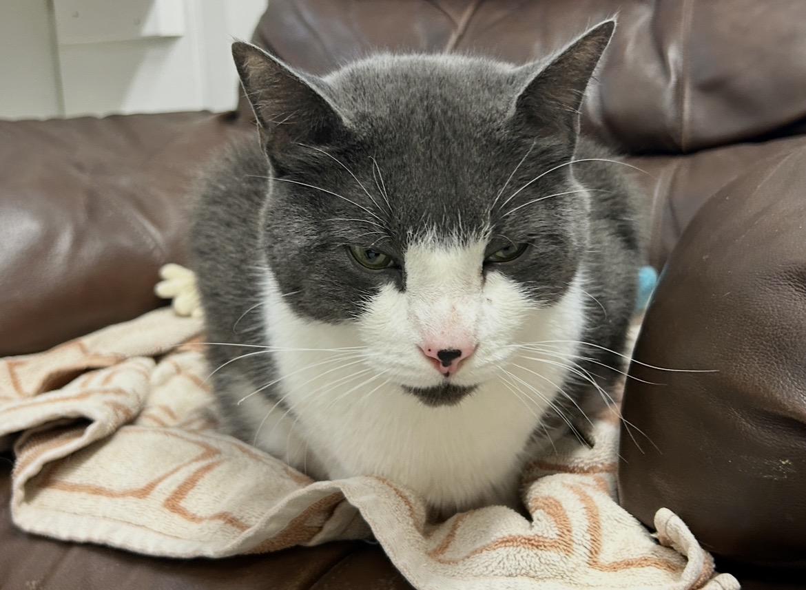 Enlarge Prickly Pear, an adoptable Domestic Short Hair in Maple Ridge, BC image 4/6