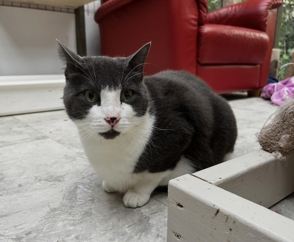 Enlarge Prickly Pear, an adoptable Domestic Short Hair in Maple Ridge, BC image 2/6