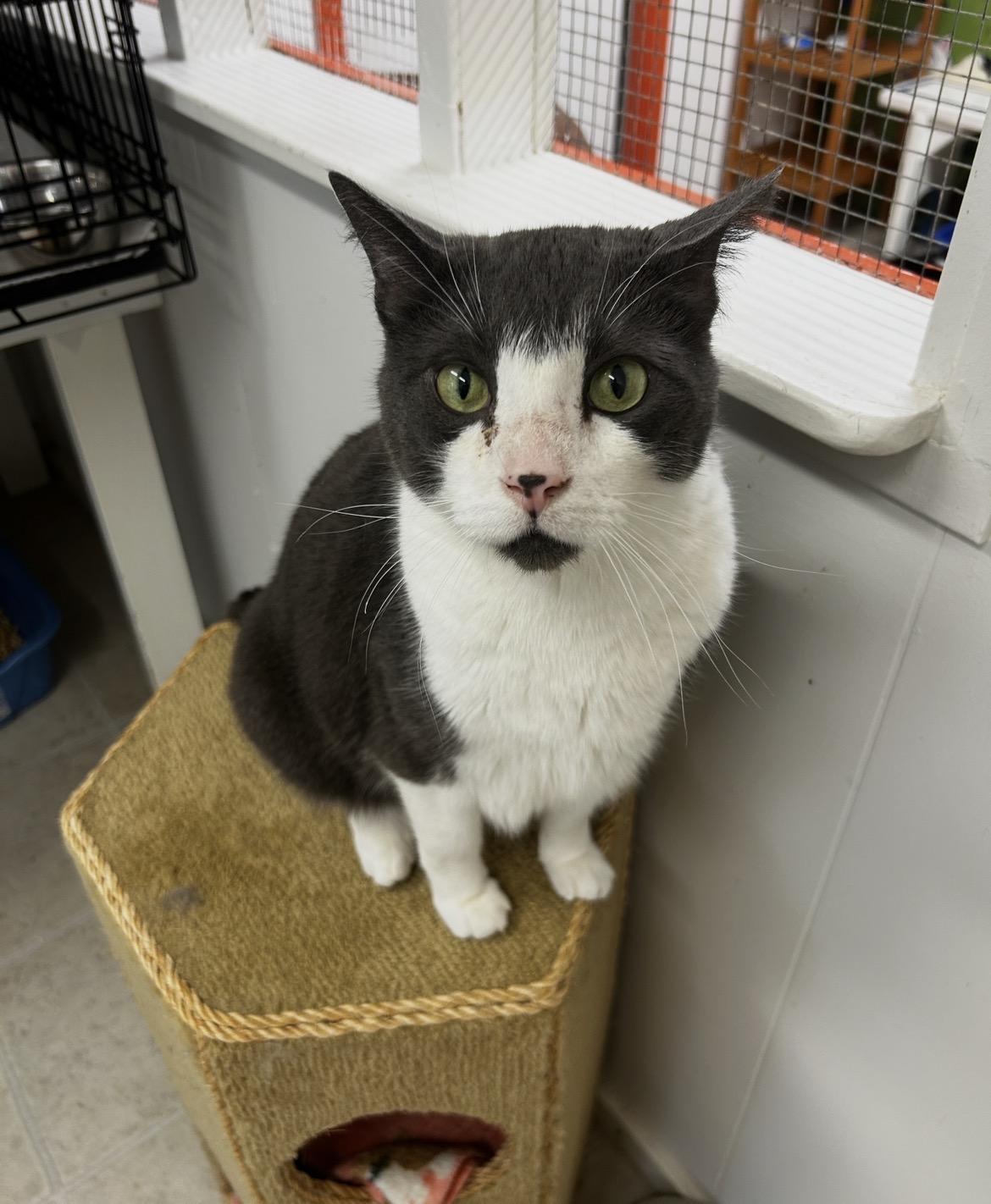 Enlarge Prickly Pear, an adoptable Domestic Short Hair in Maple Ridge, BC image 5/6