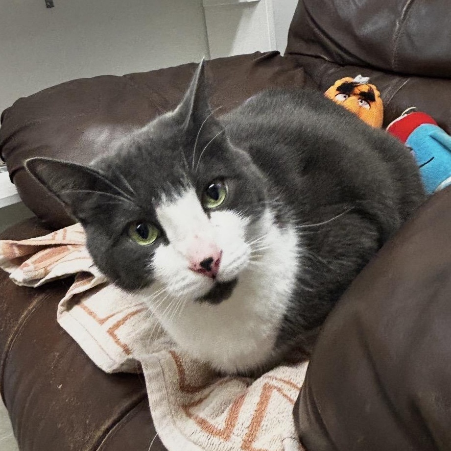 Prickly Pear, adoptable, Adult Male Domestic Short Hair.