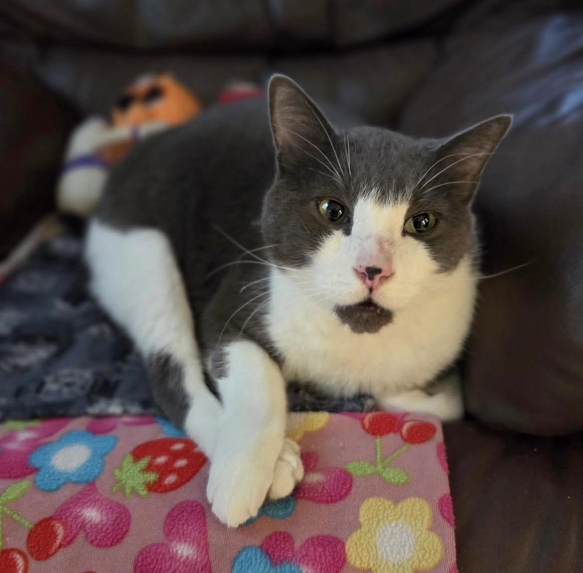 Enlarge Prickly Pear, an adoptable Domestic Short Hair in Maple Ridge, BC image 3/6