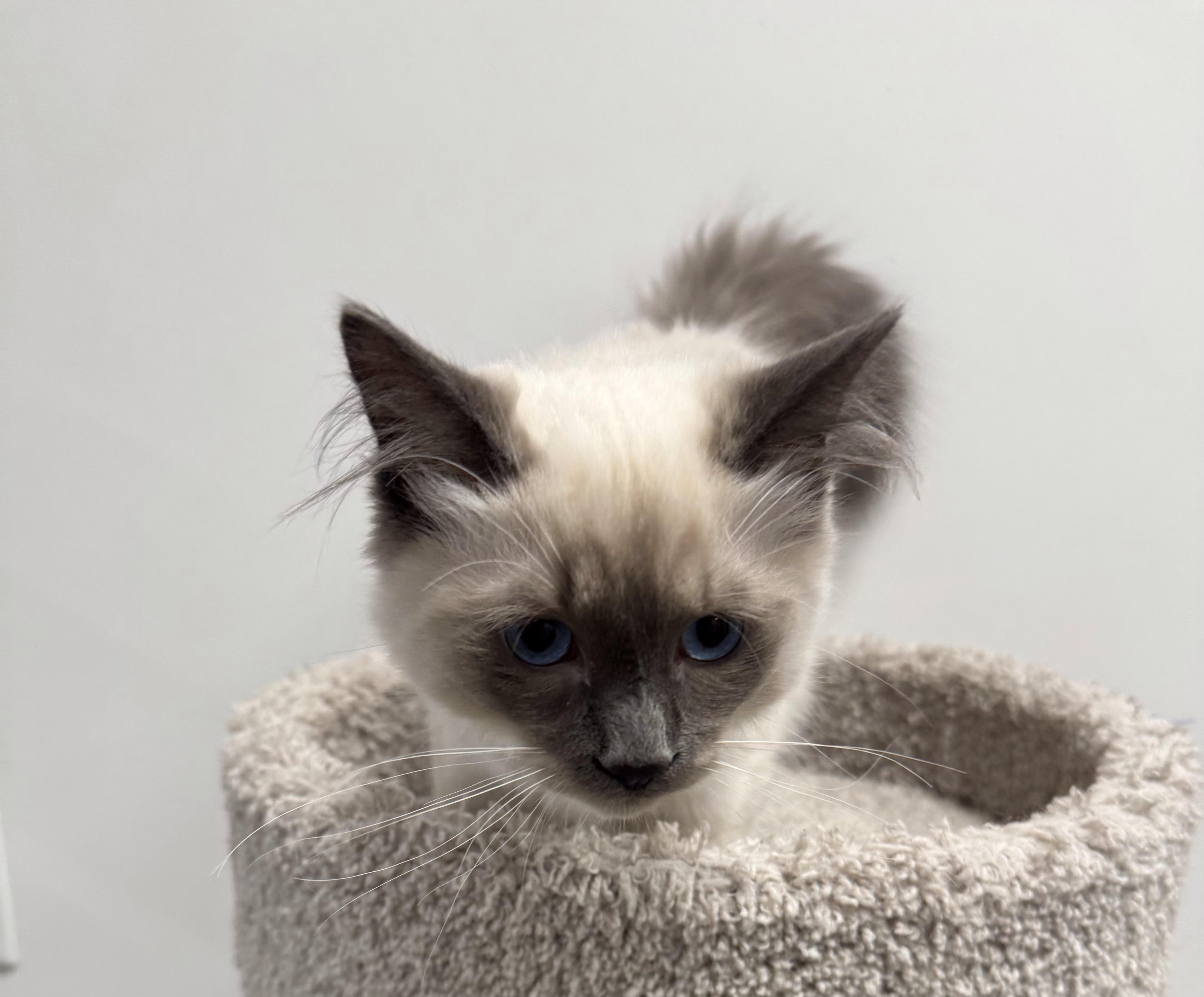 Cotton, an adoptable Himalayan, Siamese in Pickering, ON, L1V 1L1 | Photo Image 3