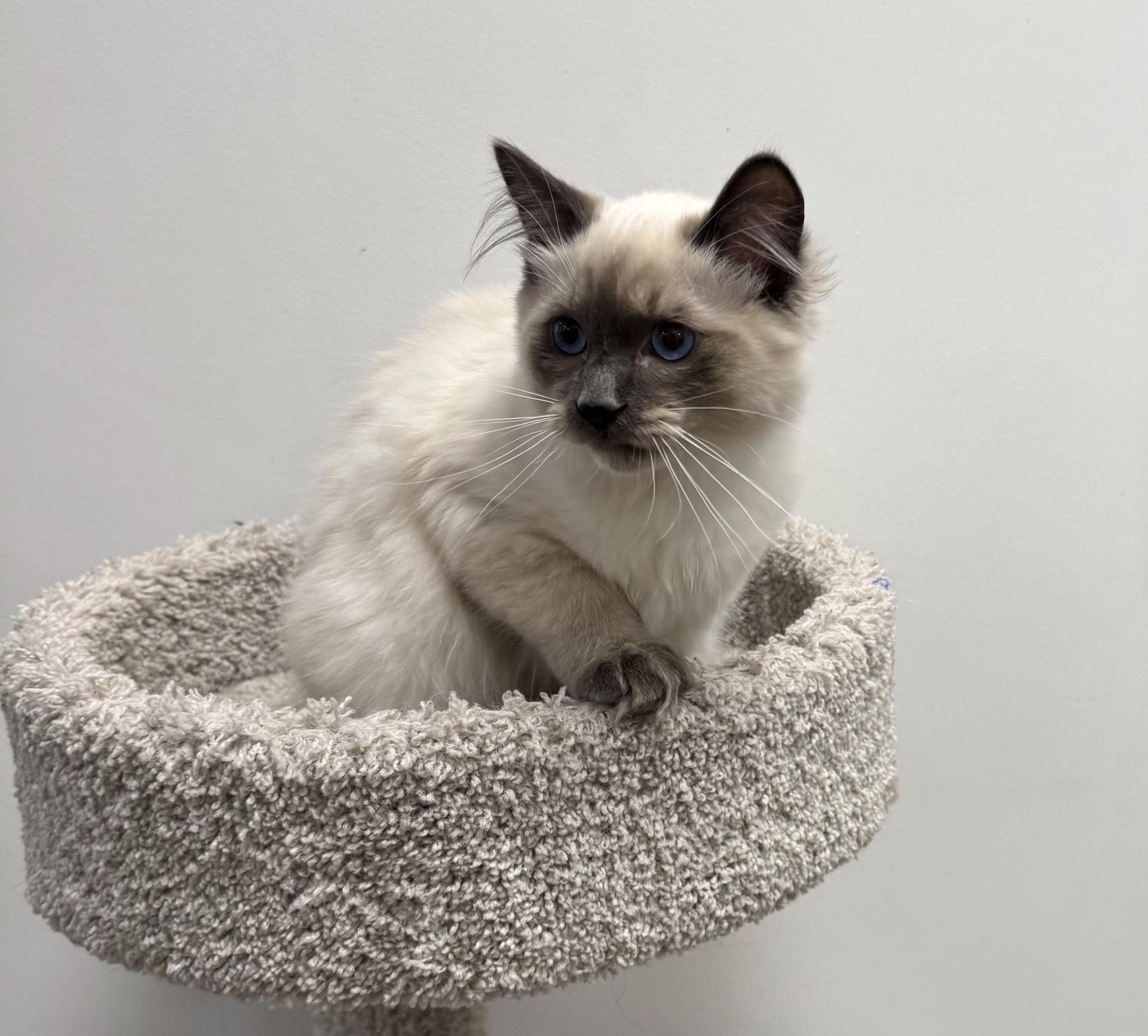 Cotton, an adoptable Himalayan, Siamese in Pickering, ON, L1V 1L1 | Photo Image 1
