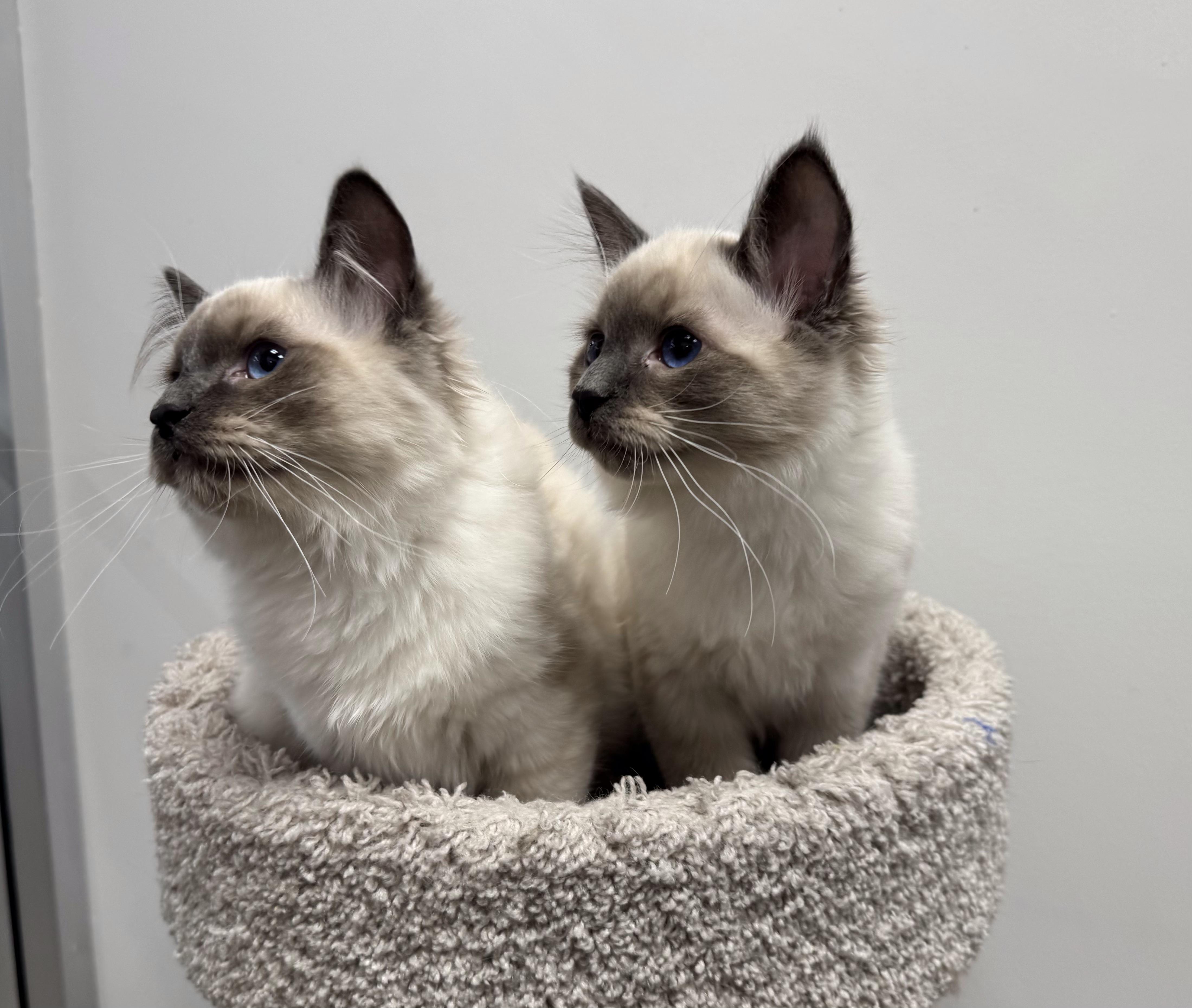 Cotton, an adoptable Himalayan, Siamese in Pickering, ON, L1V 1L1 | Photo Image 2