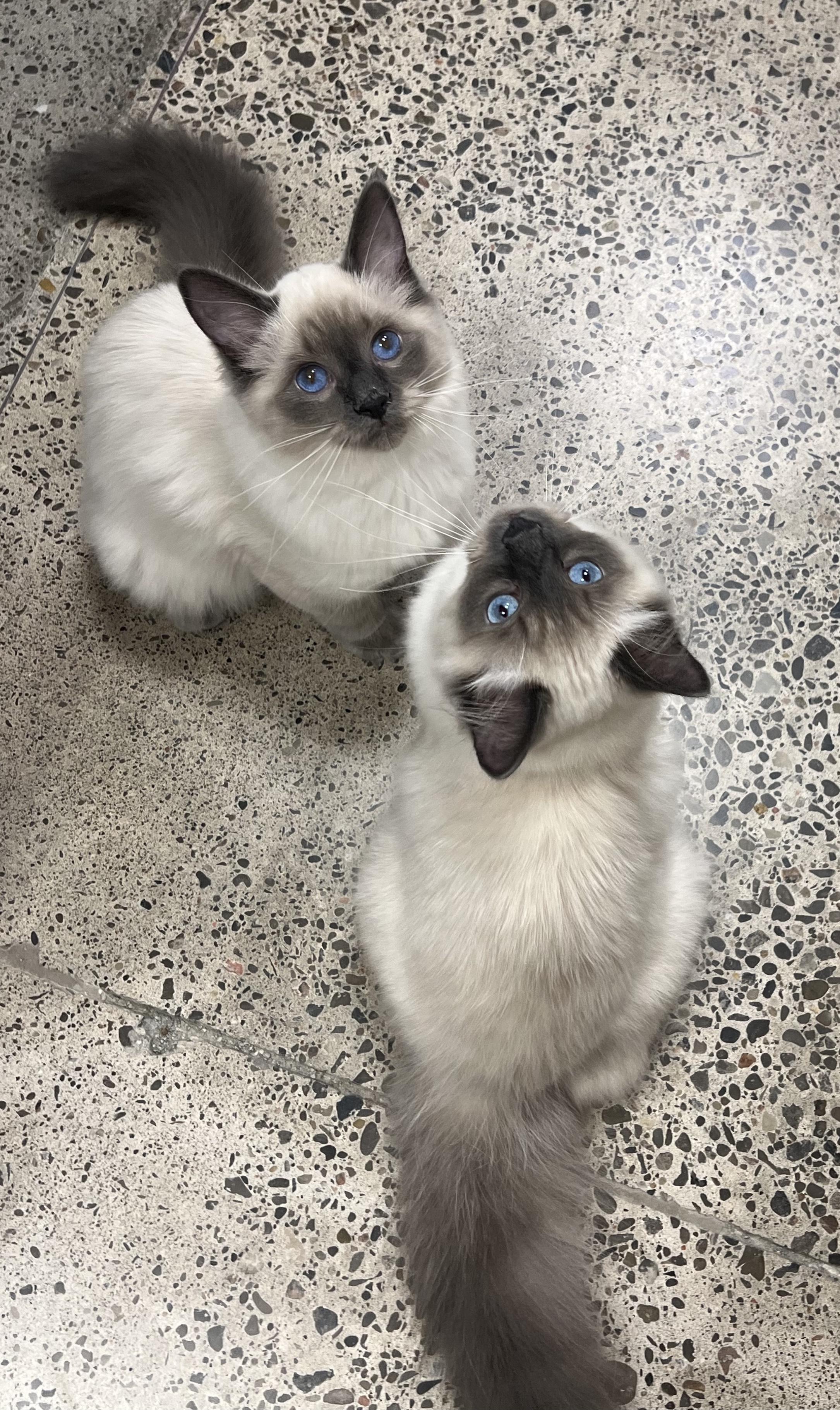 Cotton, an adoptable Himalayan, Siamese in Pickering, ON, L1V 1L1 | Photo Image 4