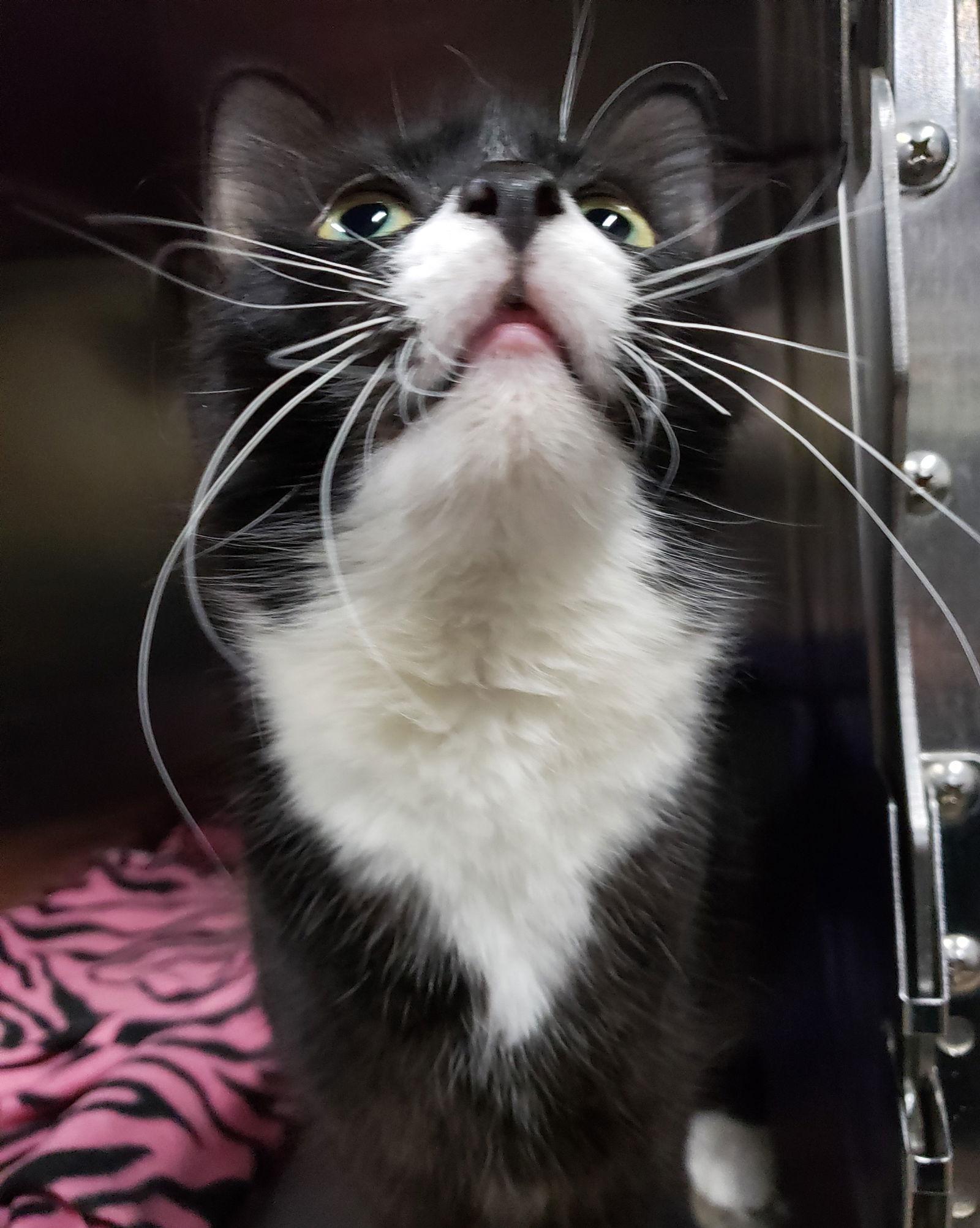 Chess, a Adopted Domestic Medium Hair in Cuyahoga Falls, OH image 1/2