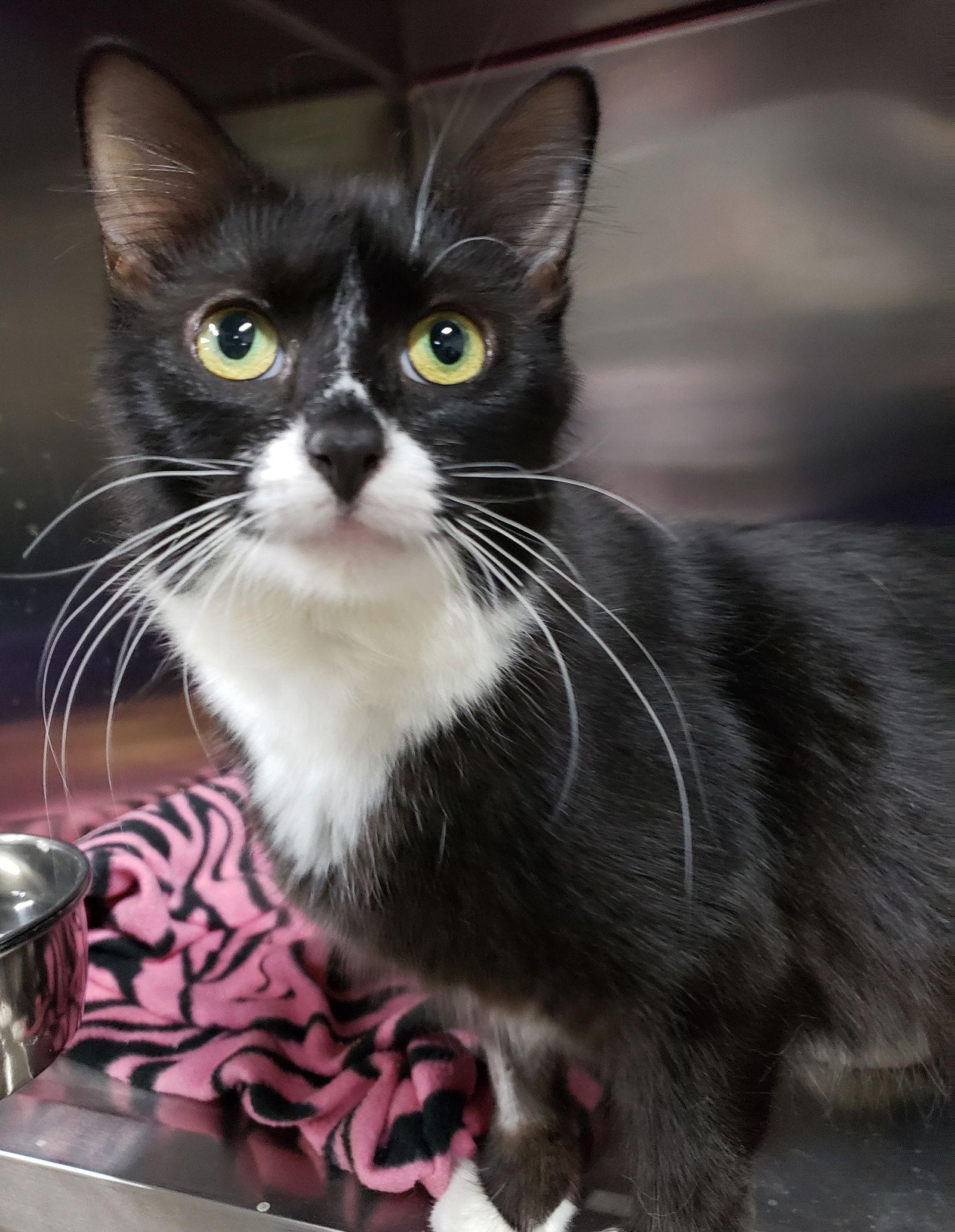 Chess, a Adopted Domestic Medium Hair in Cuyahoga Falls, OH image 2/2