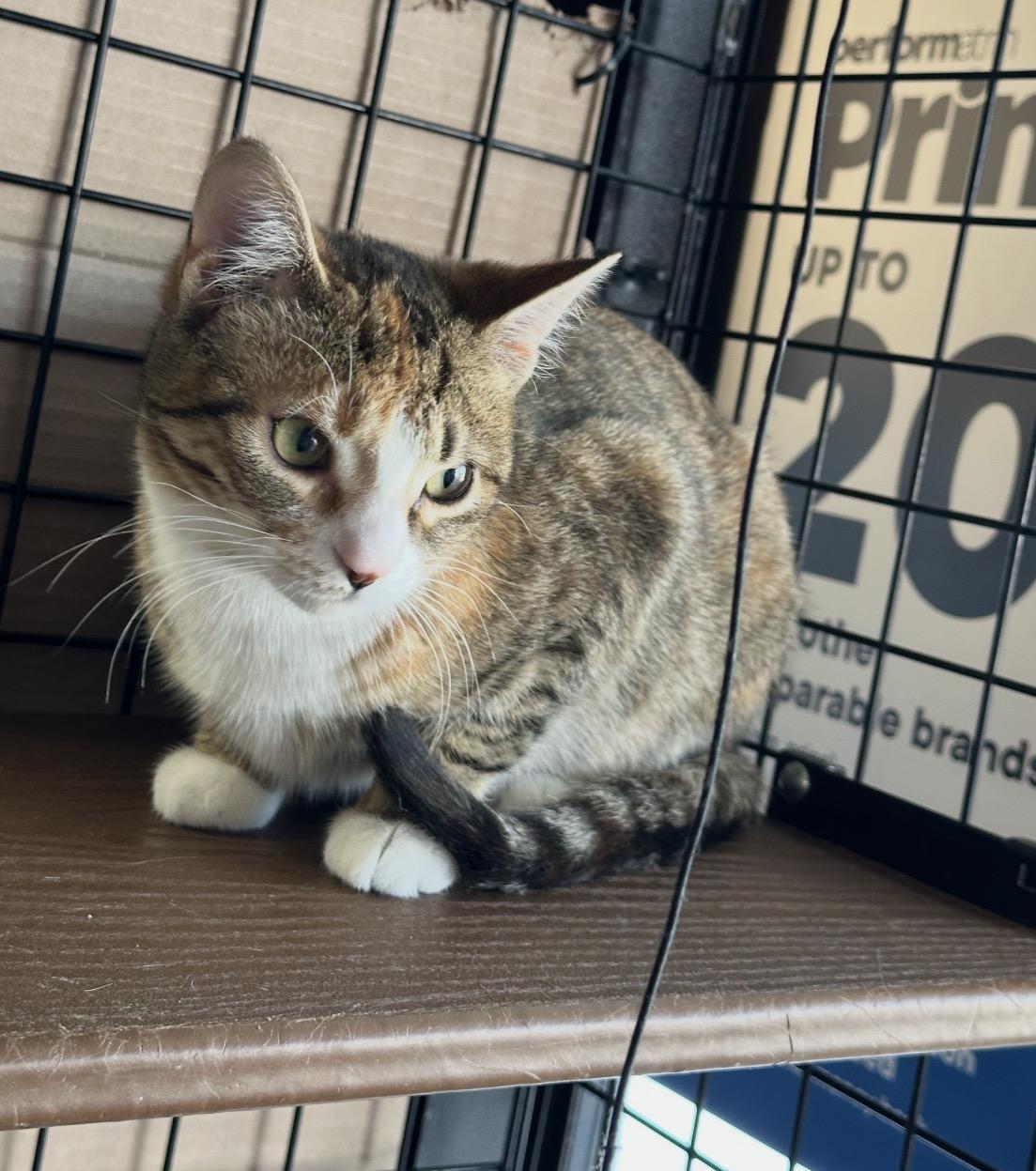 Enlarge Macadamia-Pet Valu Port Credit, an adopted Domestic Short Hair in Mississauga, ON image 4/6