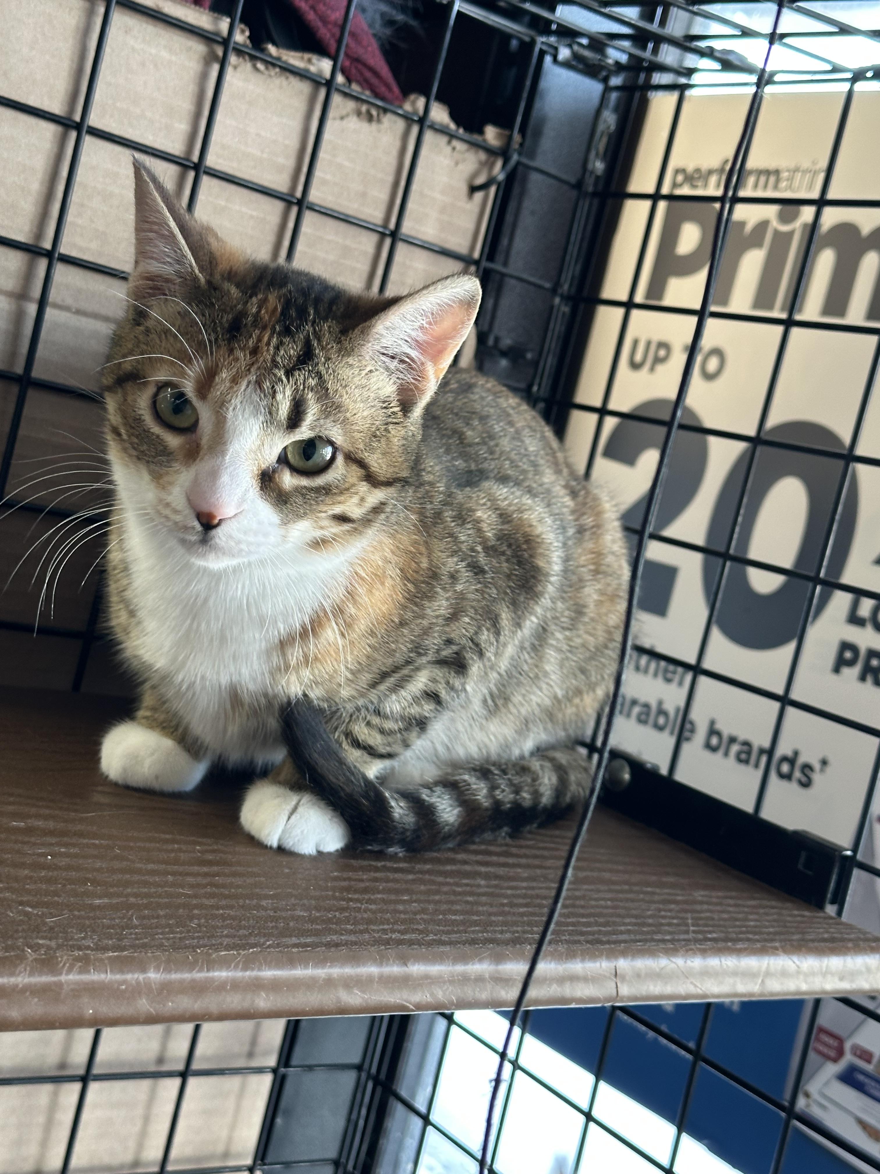 Enlarge Macadamia-Pet Valu Port Credit, an adopted Domestic Short Hair in Mississauga, ON image 5/6