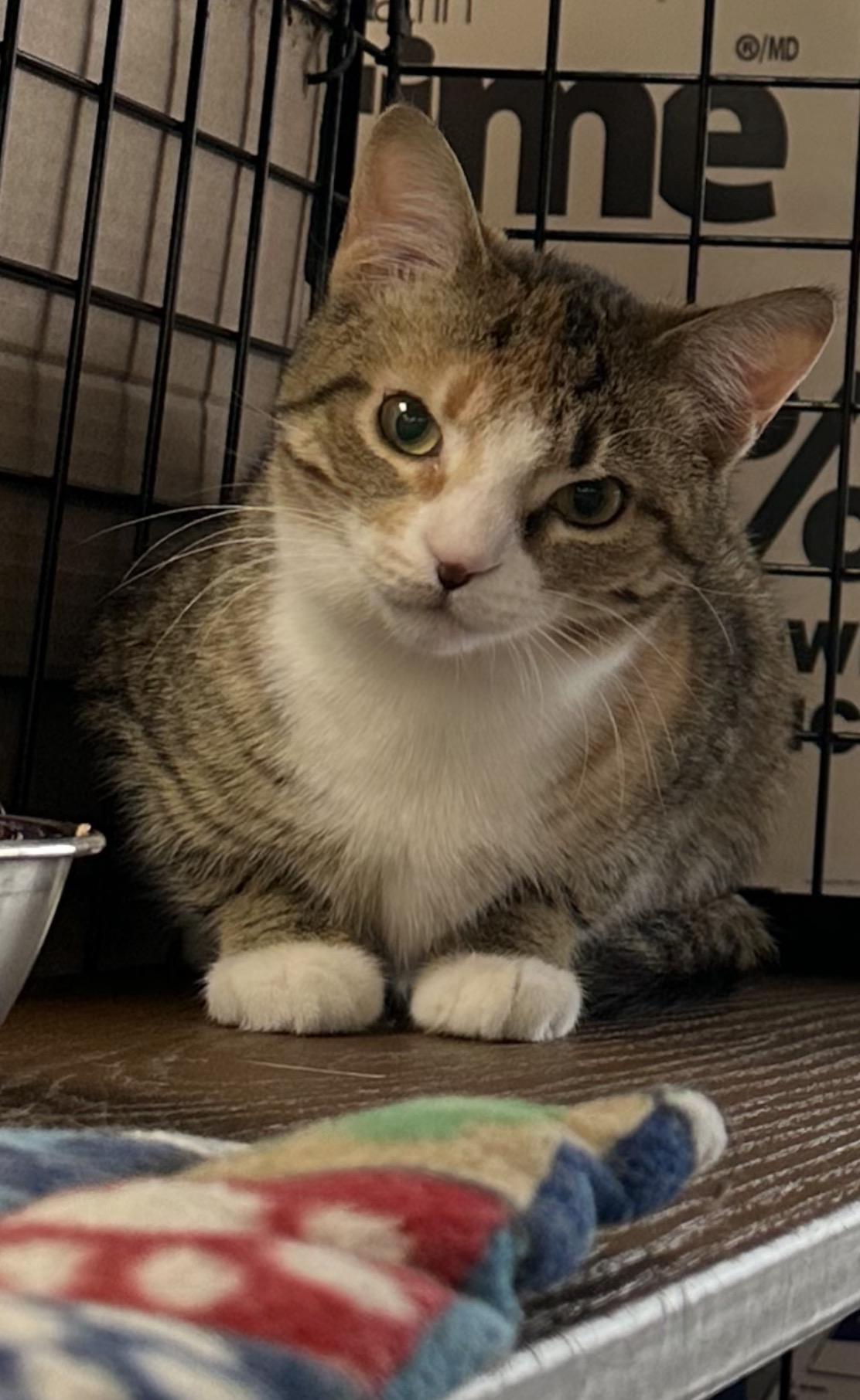 Enlarge Macadamia-Pet Valu Port Credit, an adopted Domestic Short Hair in Mississauga, ON image 6/6