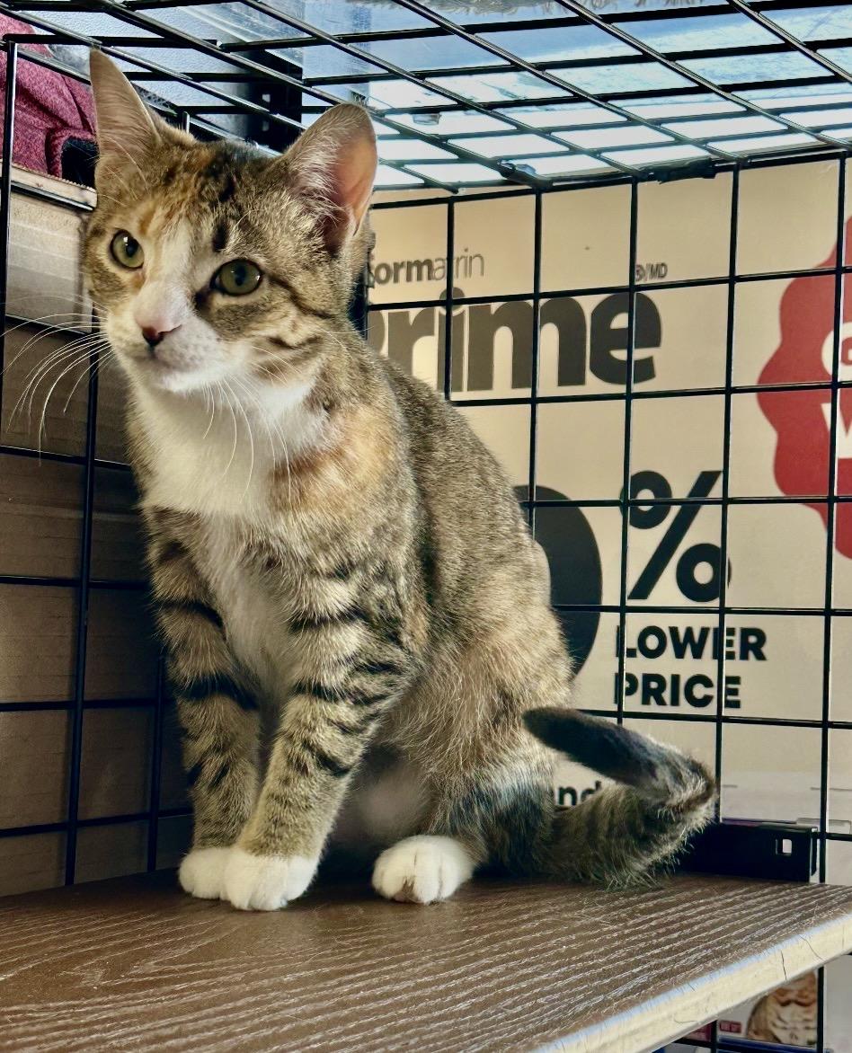 Enlarge Macadamia-Pet Valu Port Credit, an adopted Domestic Short Hair in Mississauga, ON image 2/6