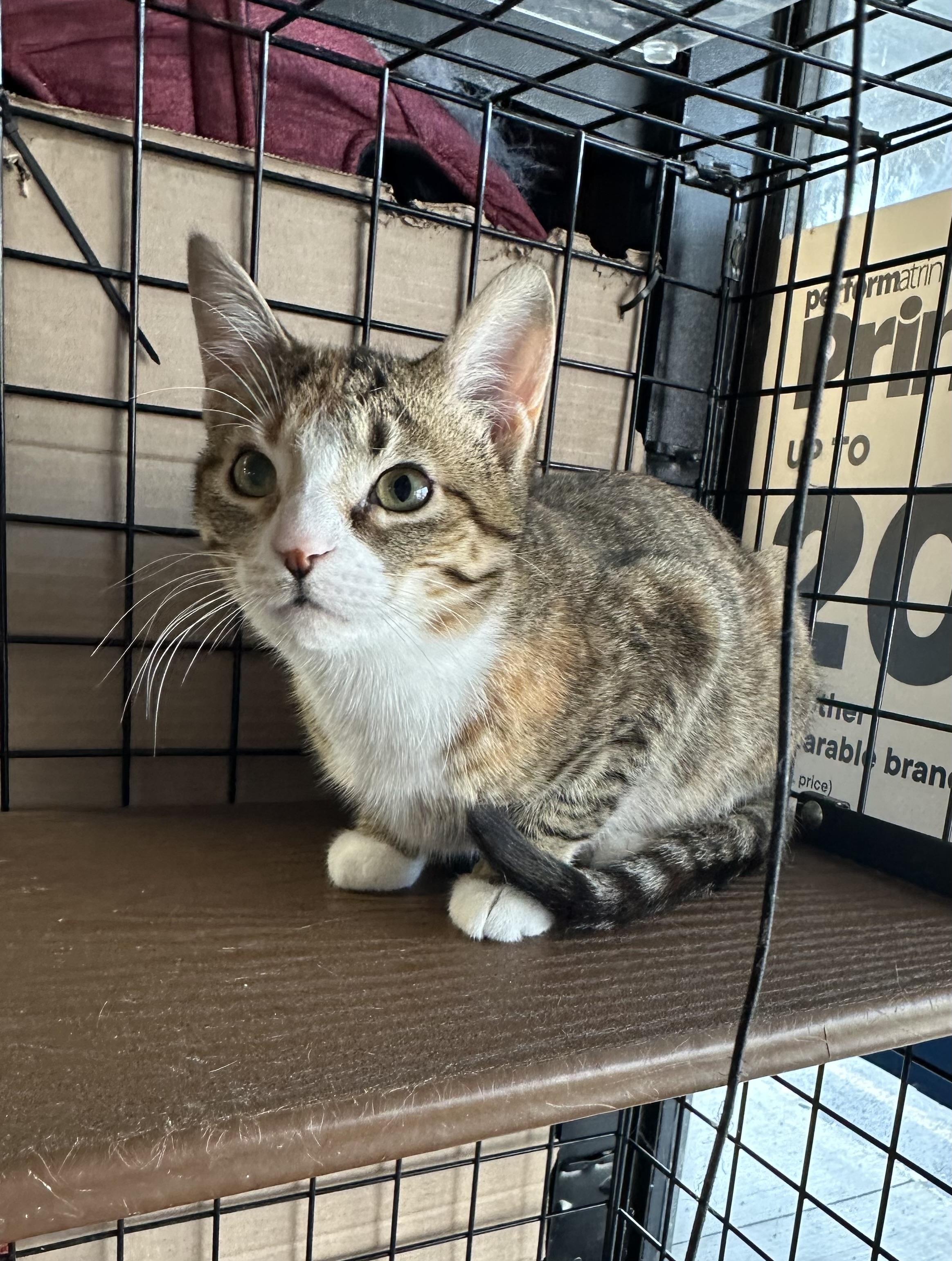 Enlarge Macadamia-Pet Valu Port Credit, an adopted Domestic Short Hair in Mississauga, ON image 1/6