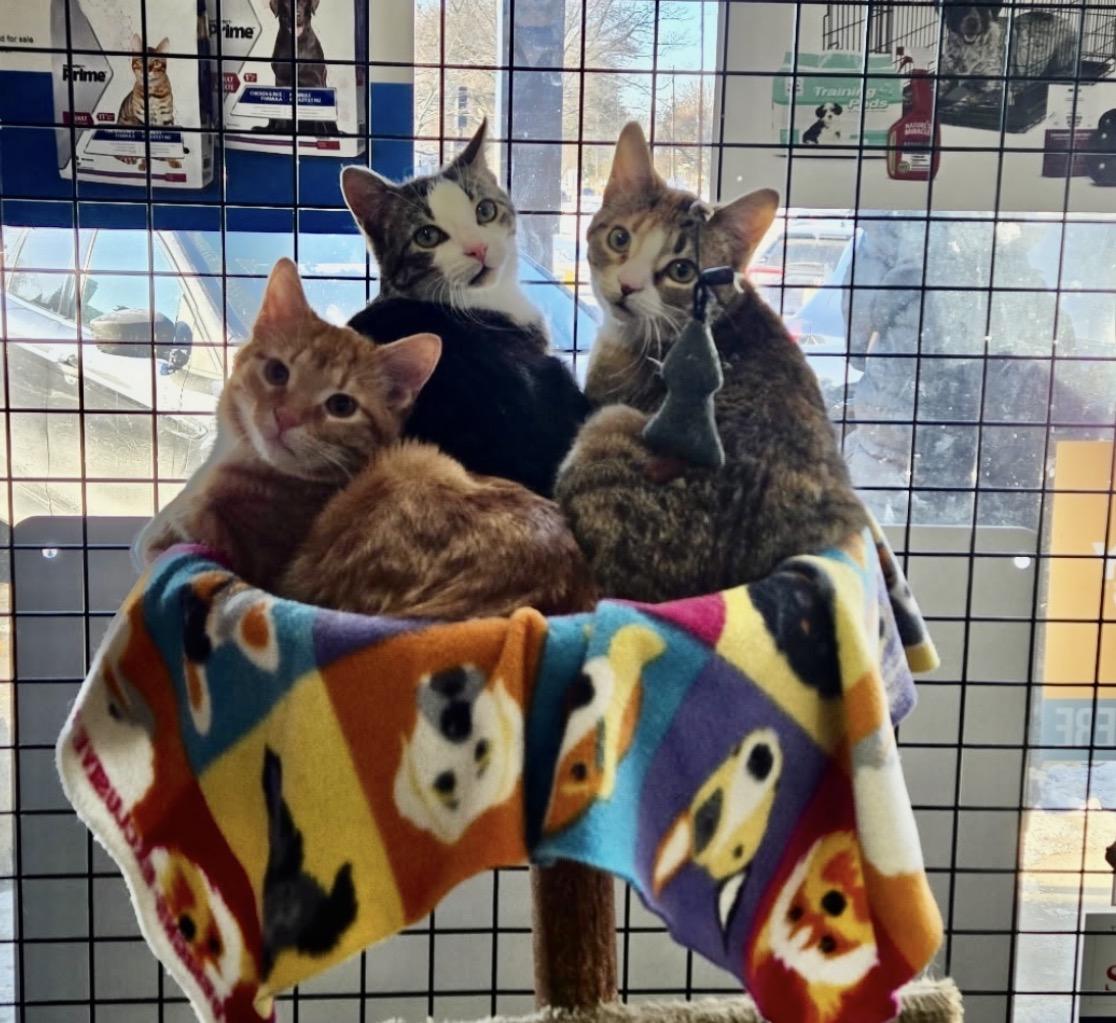 Enlarge Macadamia-Pet Valu Port Credit, an adopted Domestic Short Hair in Mississauga, ON image 3/6