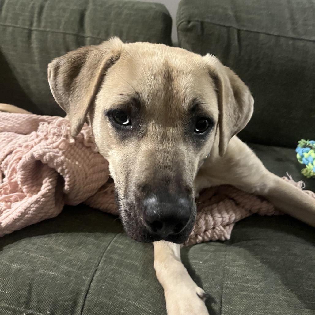 Harvest, Adoptable, Young Male Mixed Breed.