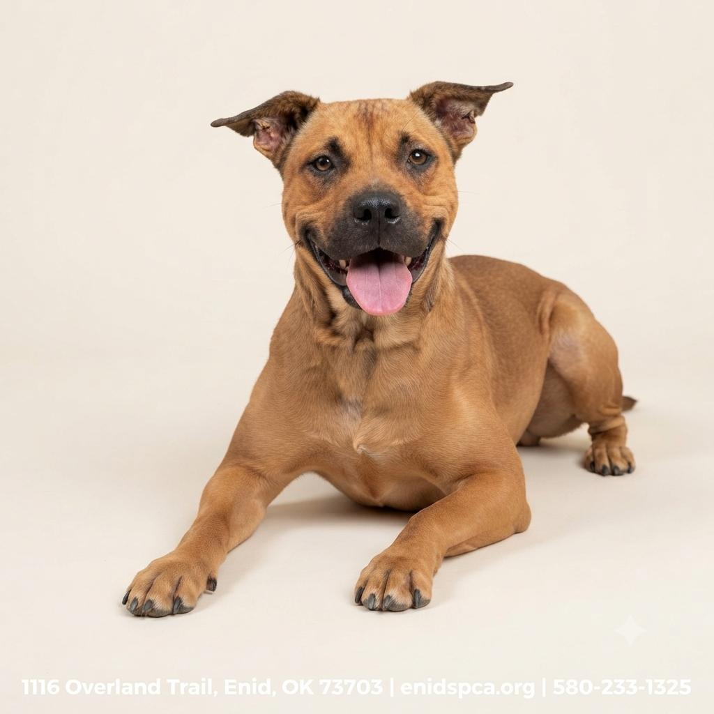 Enlarge Siren, a Adoptable mixed breed in Enid, OK image 3/4