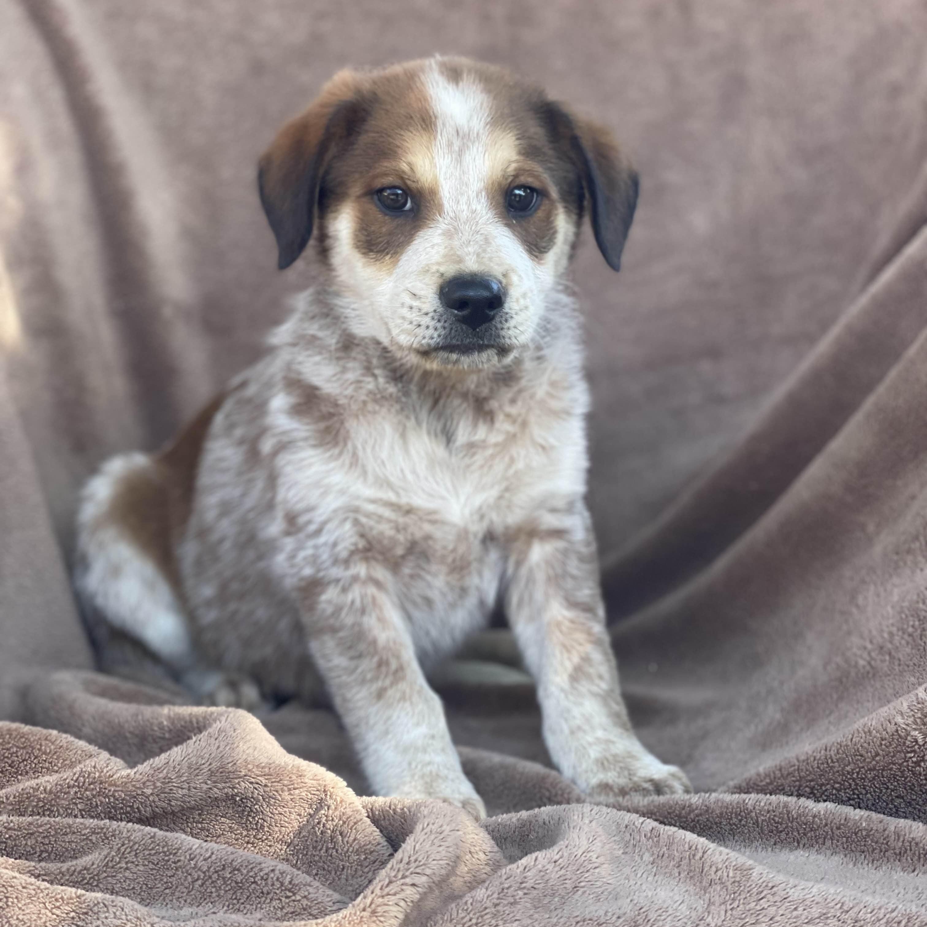 Ginger (Portland, OR), a Adoptable mixed breed in Mount Vernon, WA image 1/6