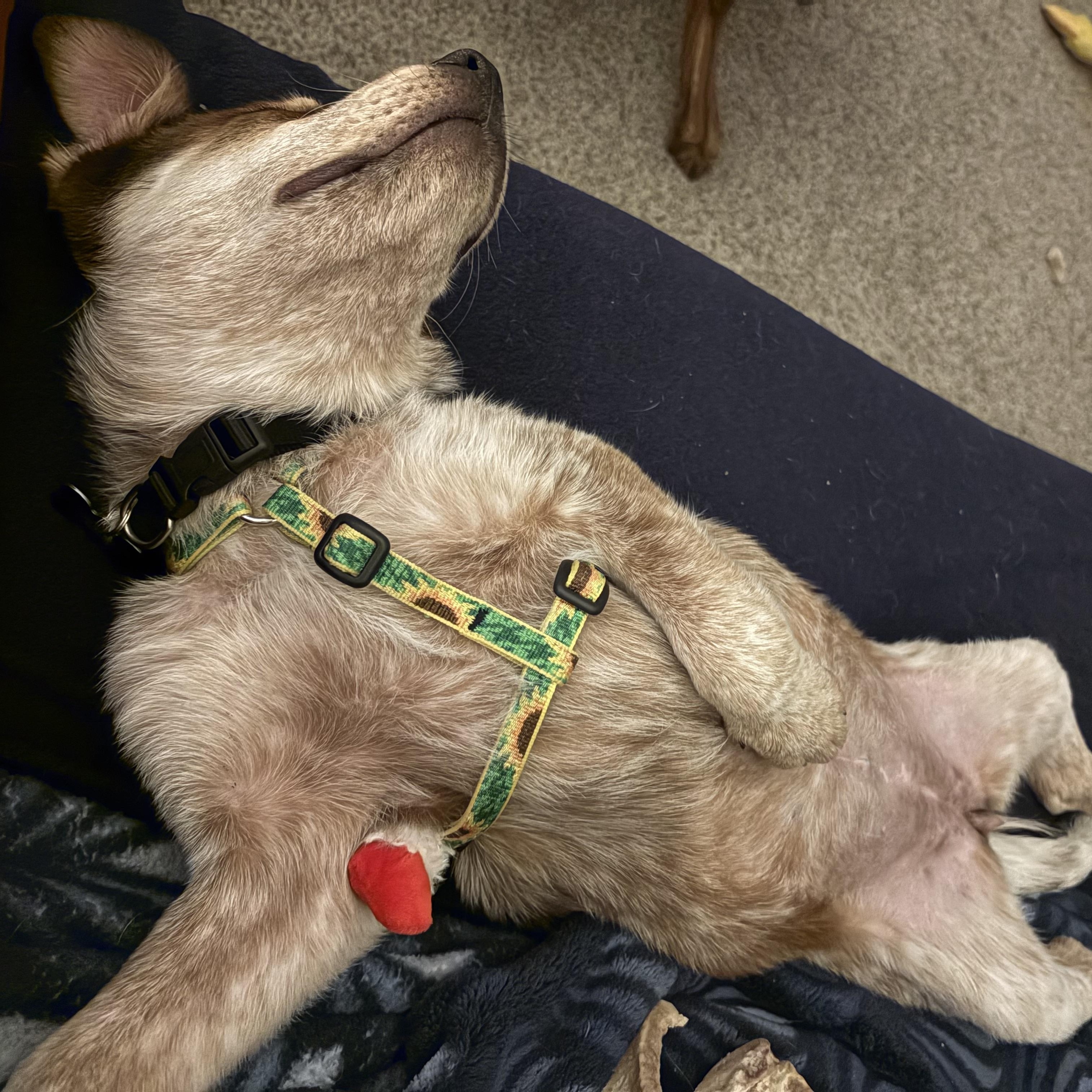 Ginger (Portland, OR), a Adoptable mixed breed in Mount Vernon, WA image 2/6