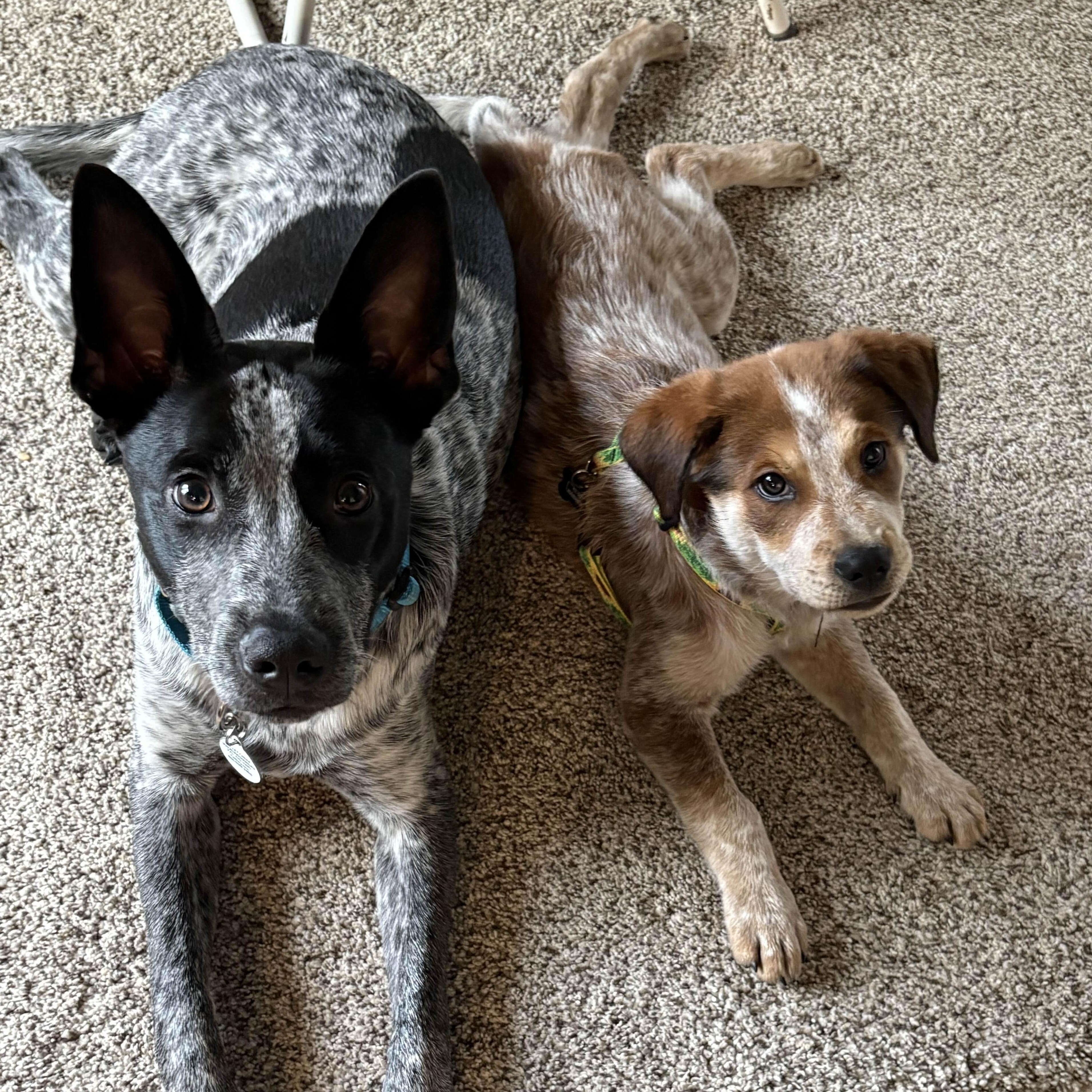 Ginger (Portland, OR), a Adoptable mixed breed in Mount Vernon, WA image 3/6