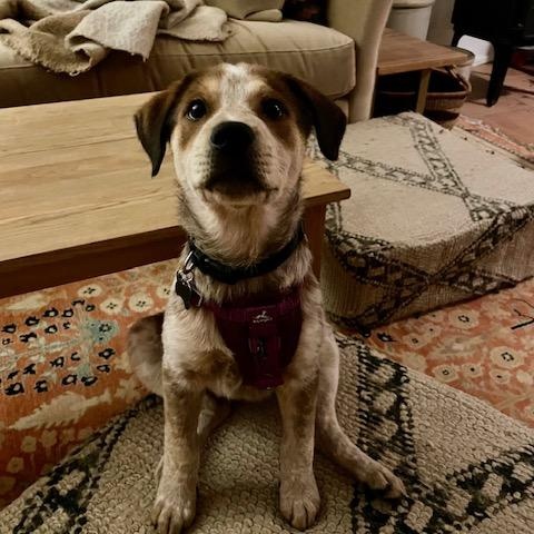 Ginger (Portland, OR), a Adoptable mixed breed in Mount Vernon, WA image 4/6